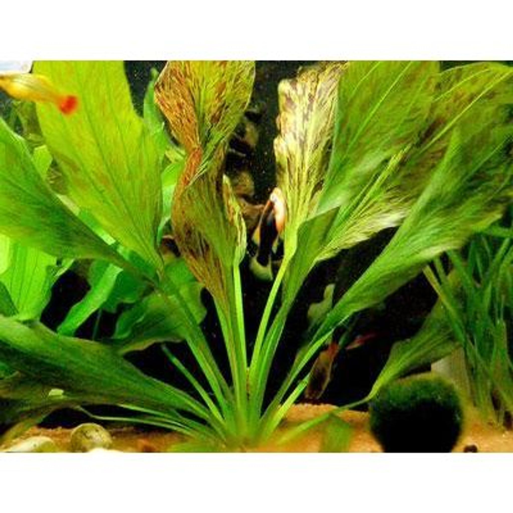 Echinodorus ozelot