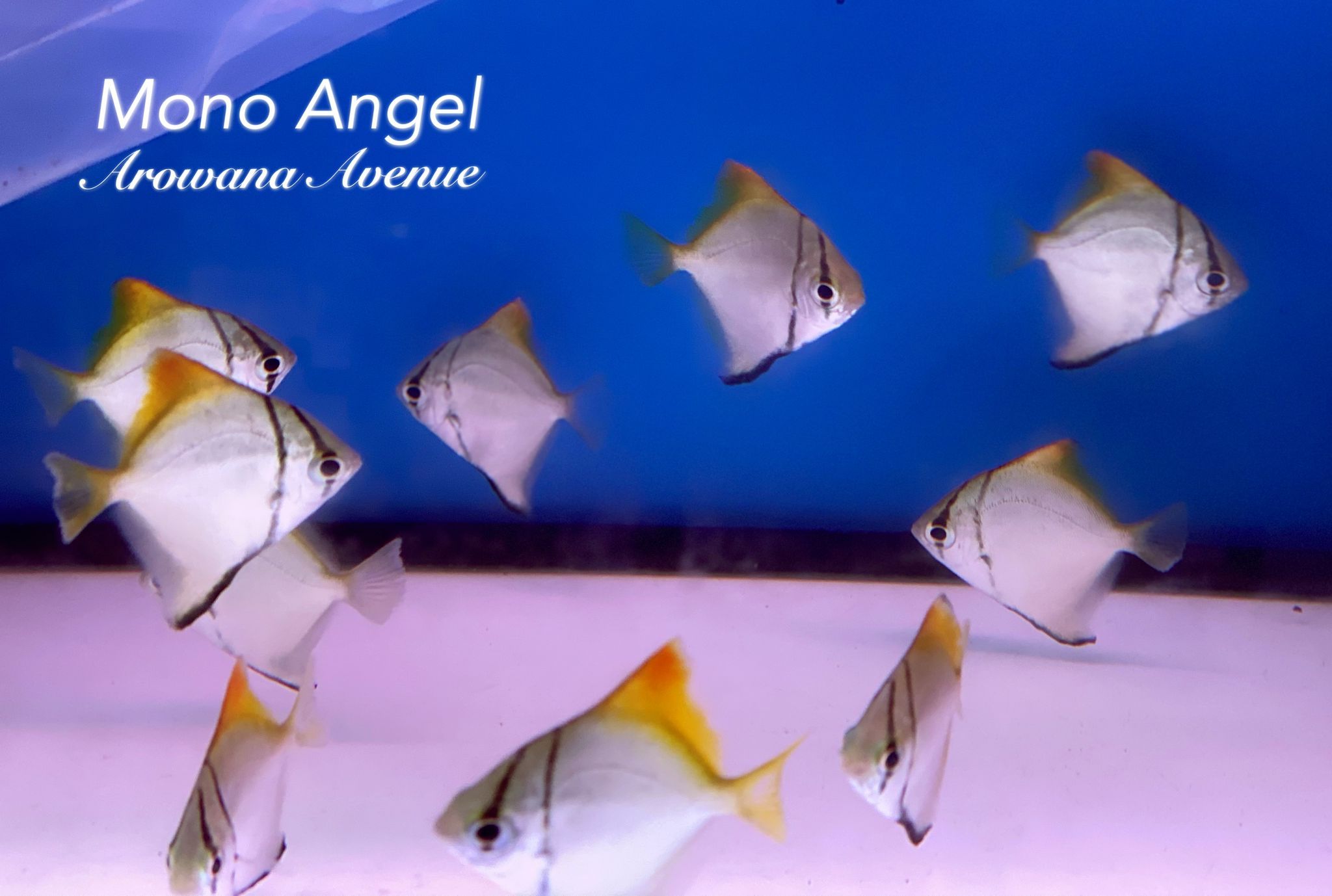 Mono Angel