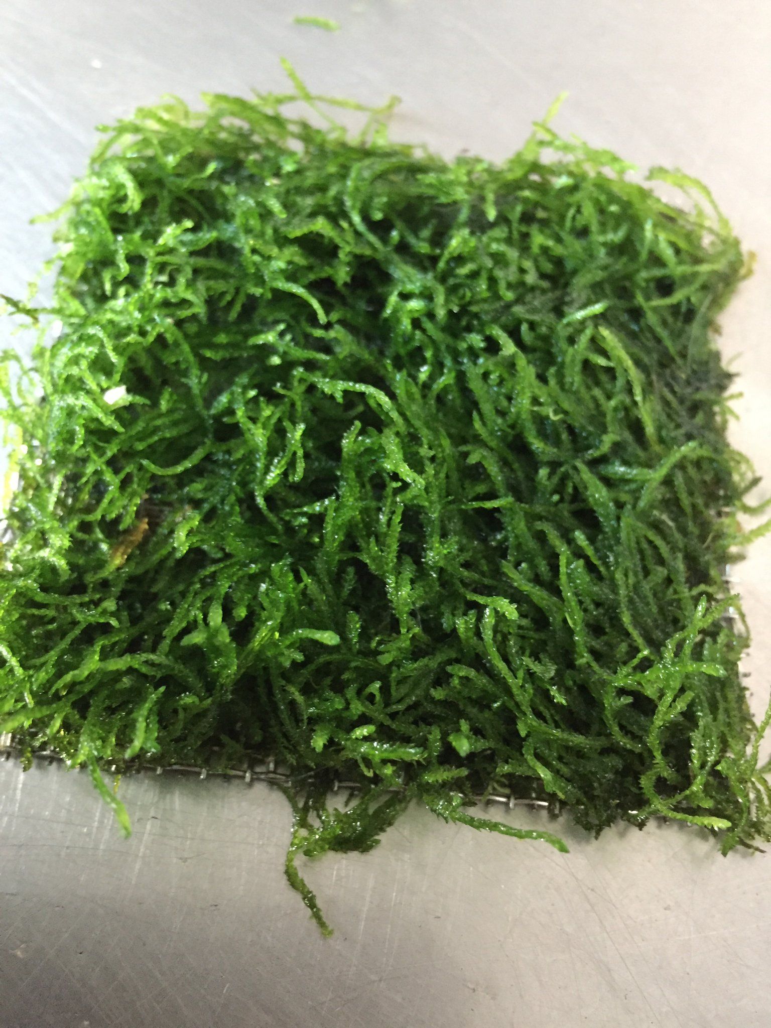 Flame Moss (Tie on Mesh)