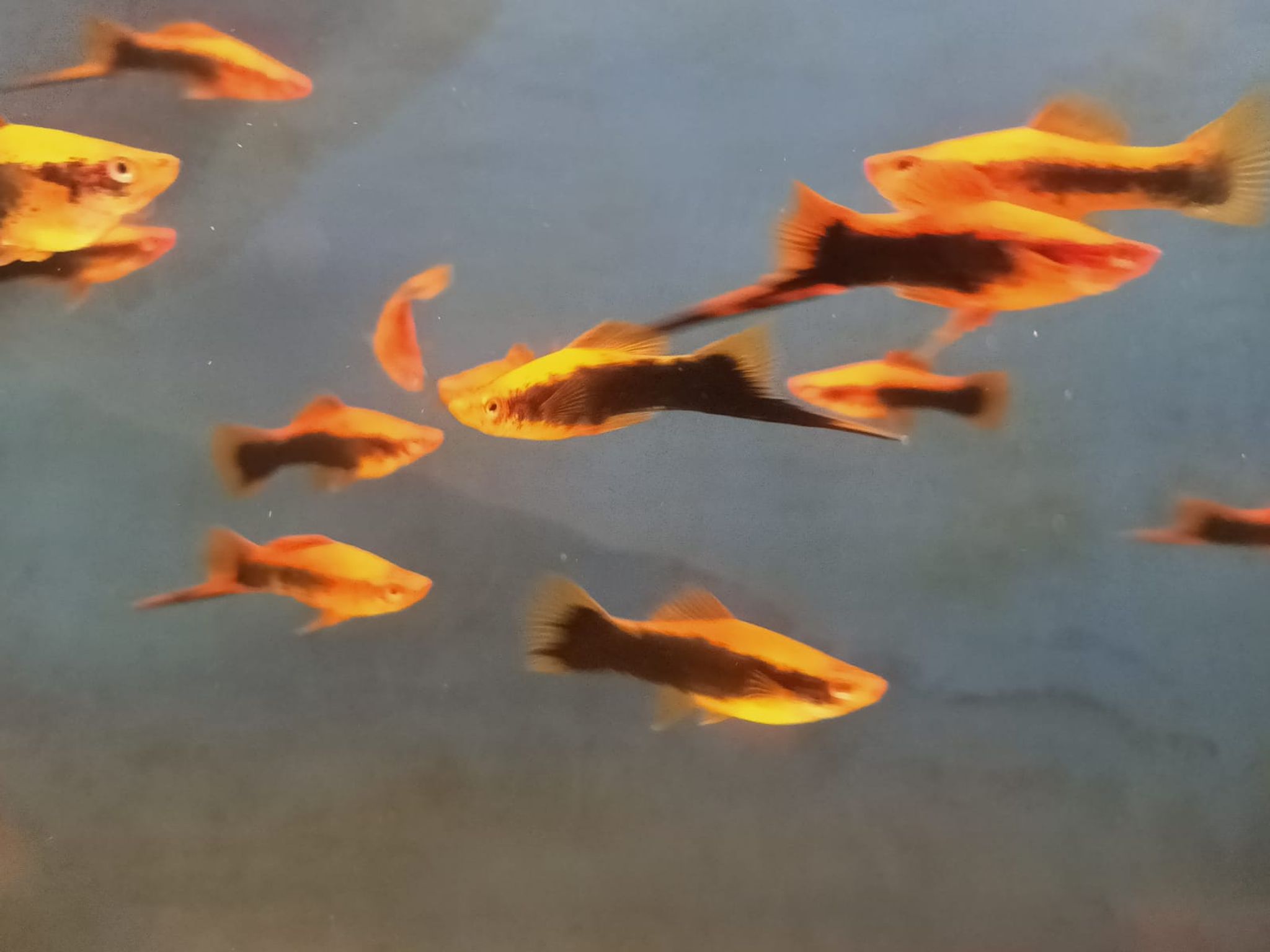 Red tuxedo sword ( SS-3142）