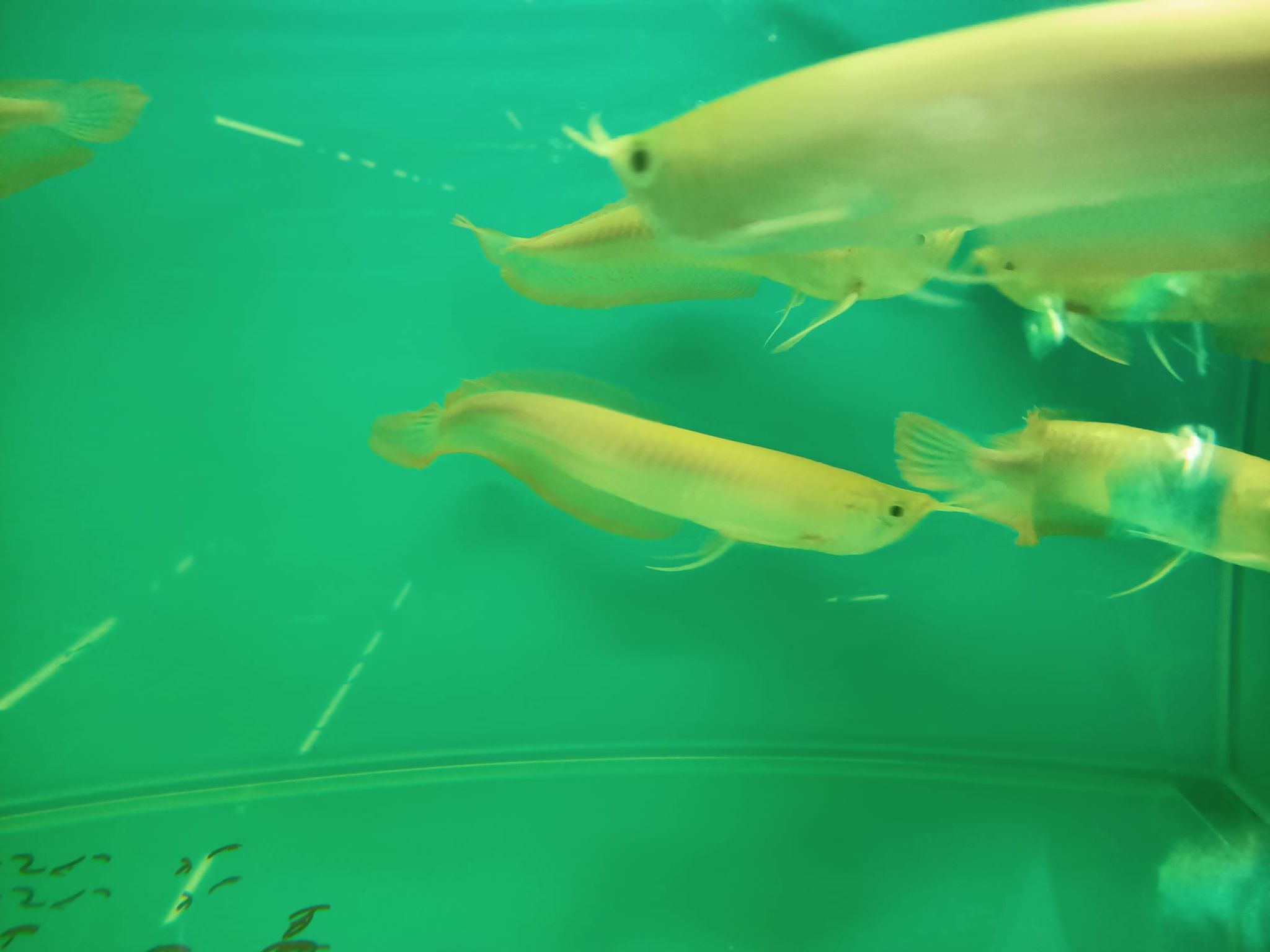 Albino Silver Arowana