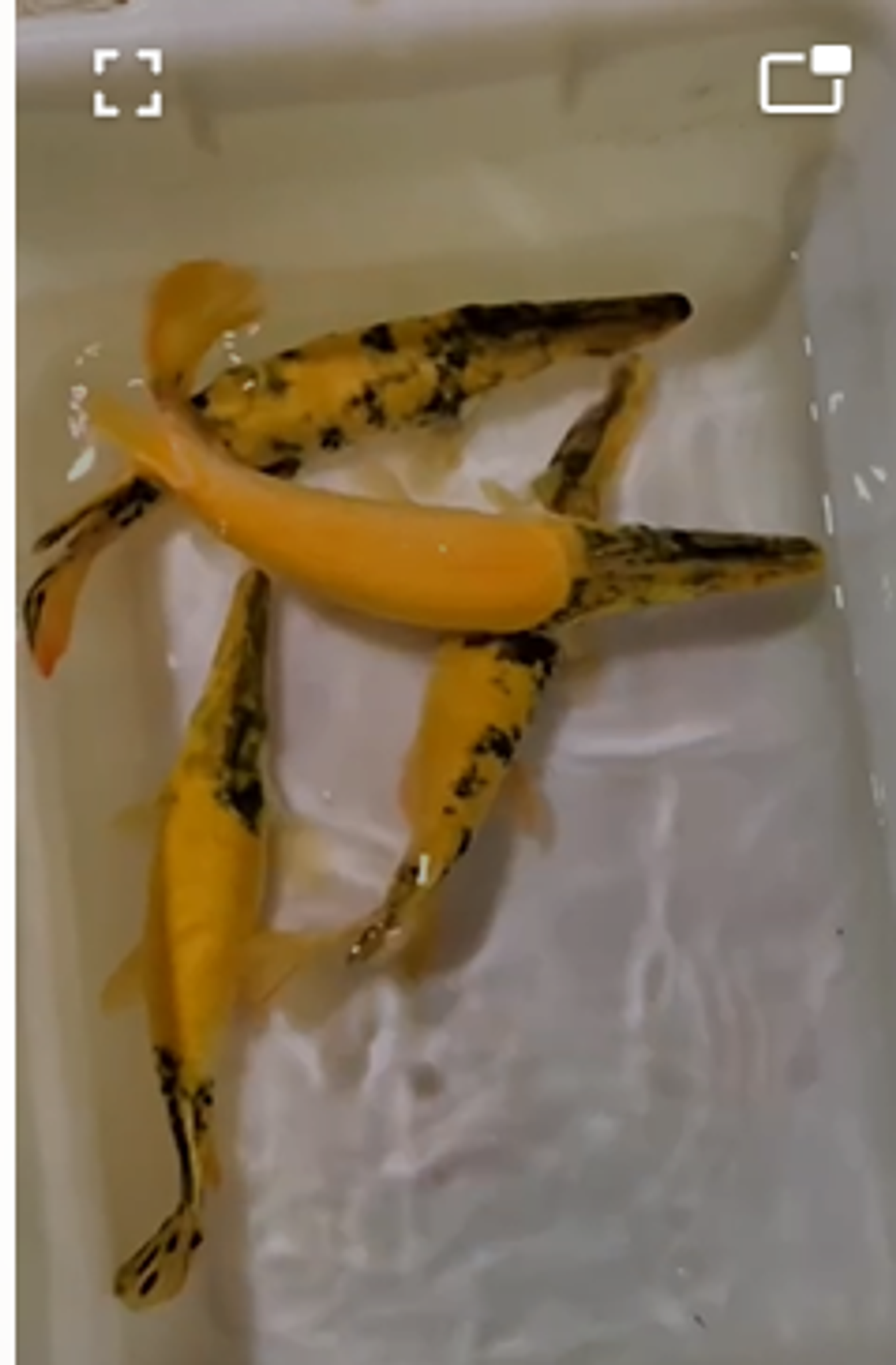 Short body golden marble gar