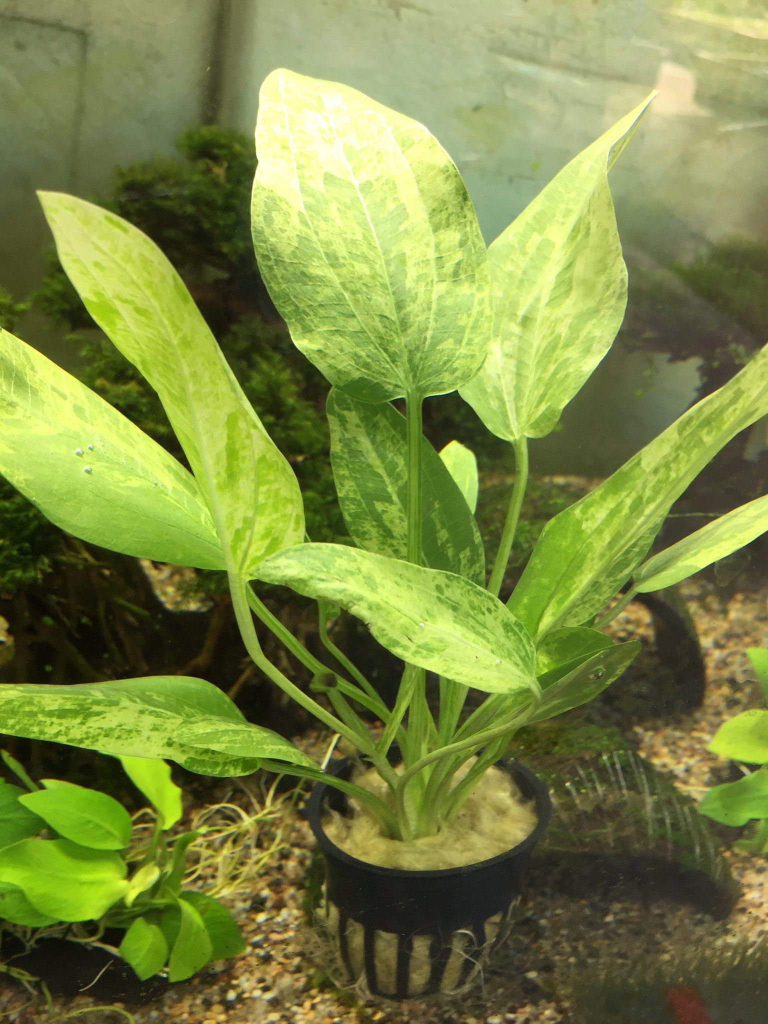 Buy Bucephalandra Varigata Pink (per rhyzome) Online | FishyHub