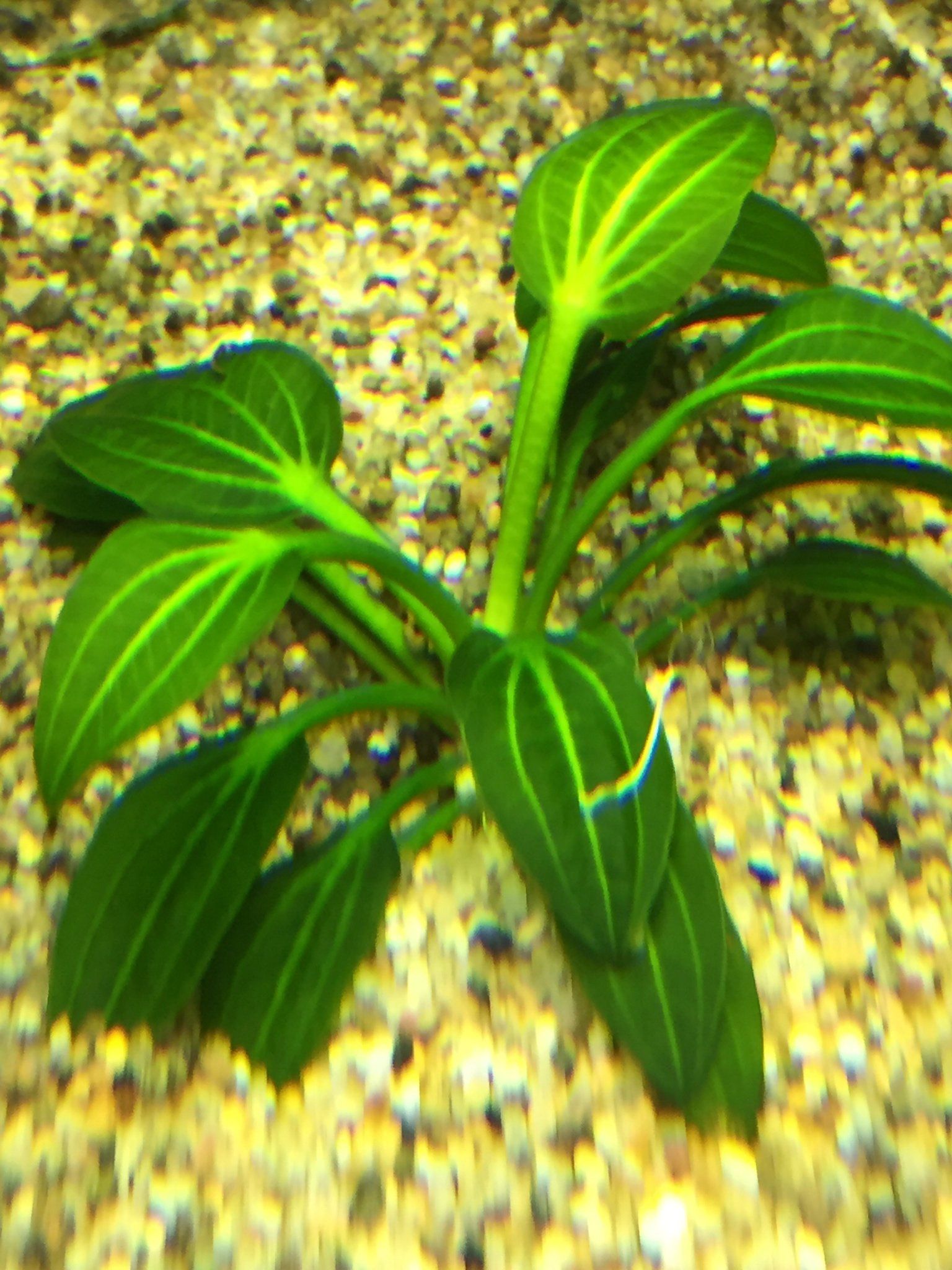 Echinodorus Iguazu