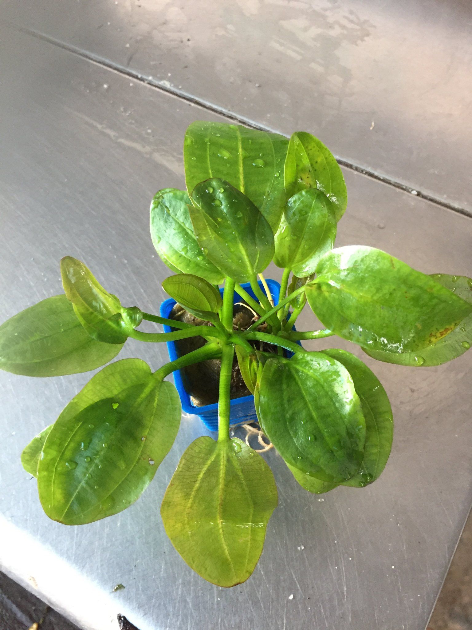Cryptocoryne Usteriana Green