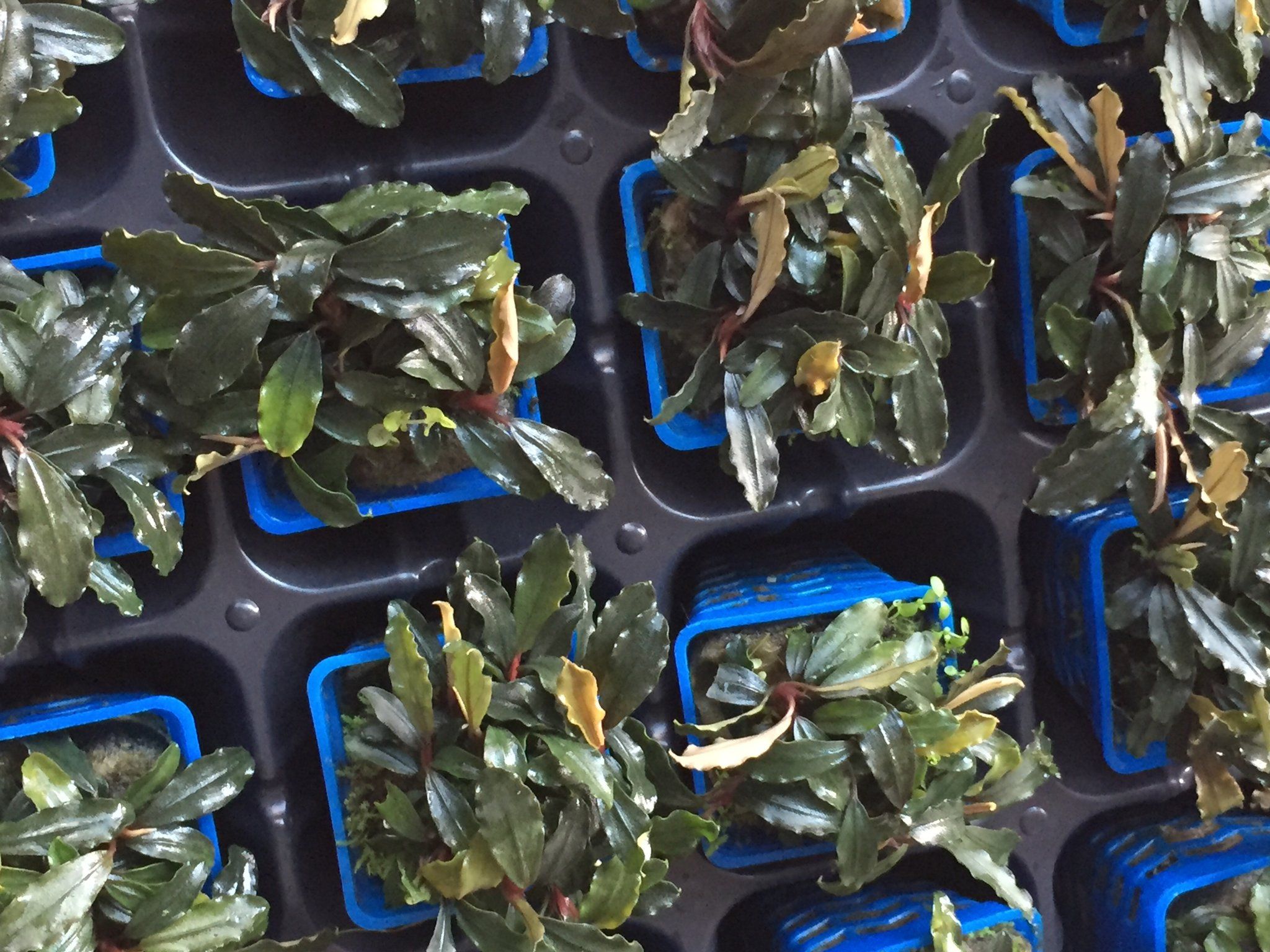 Bucephalandra (Brownie Ghost)