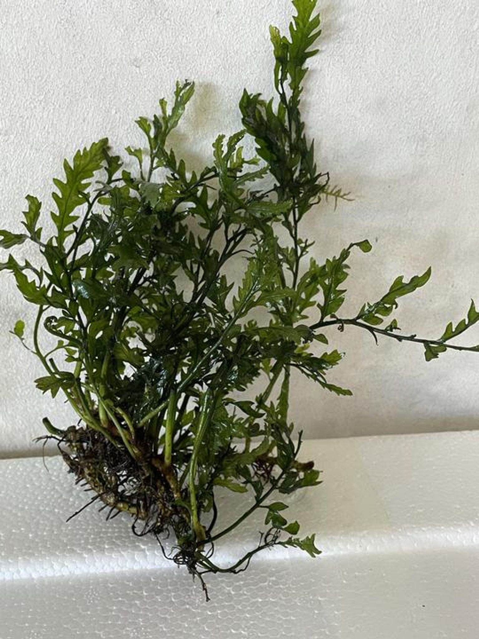 Bolbitis Heudelotii