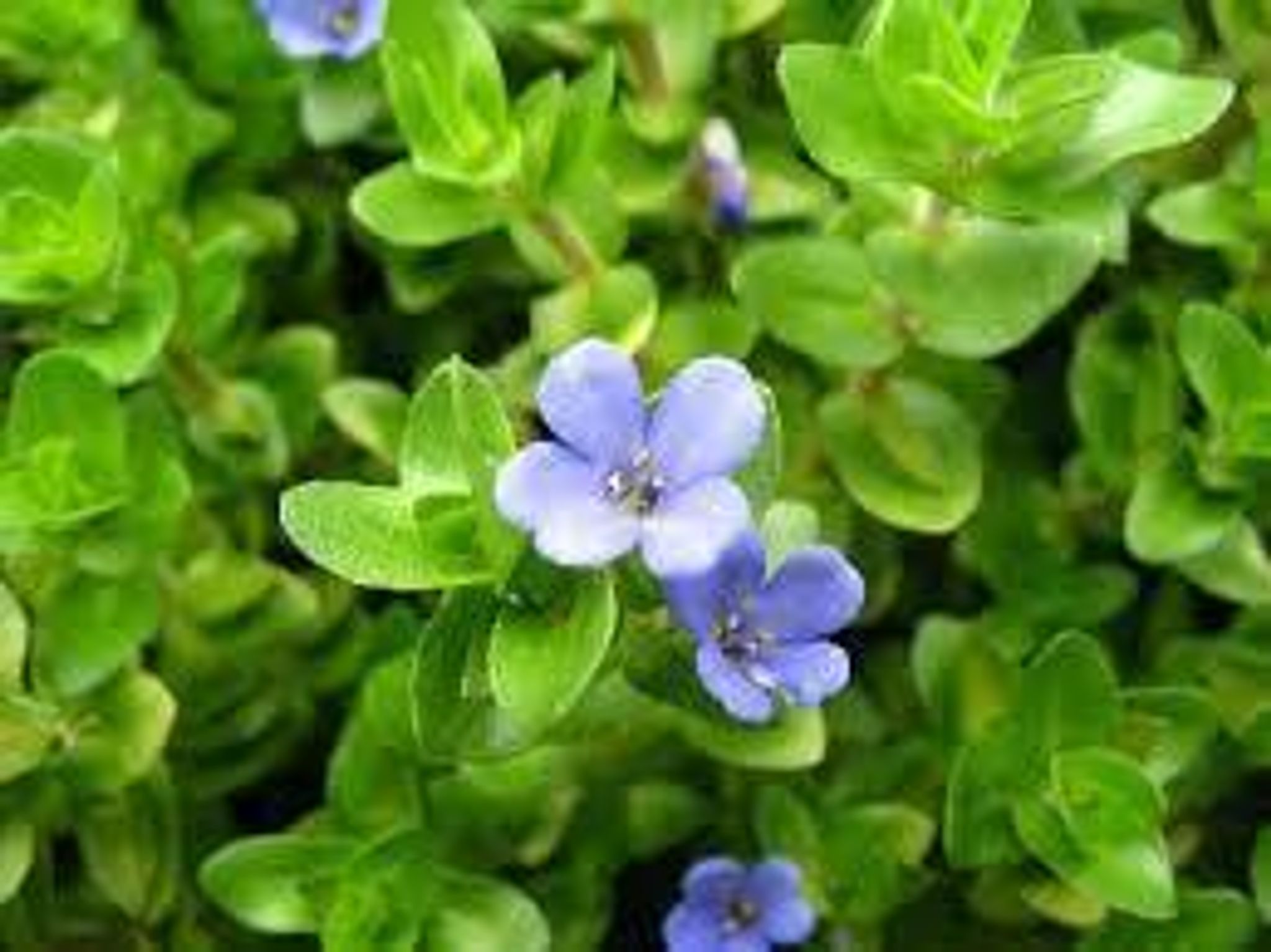 Bacopa Caroliniana