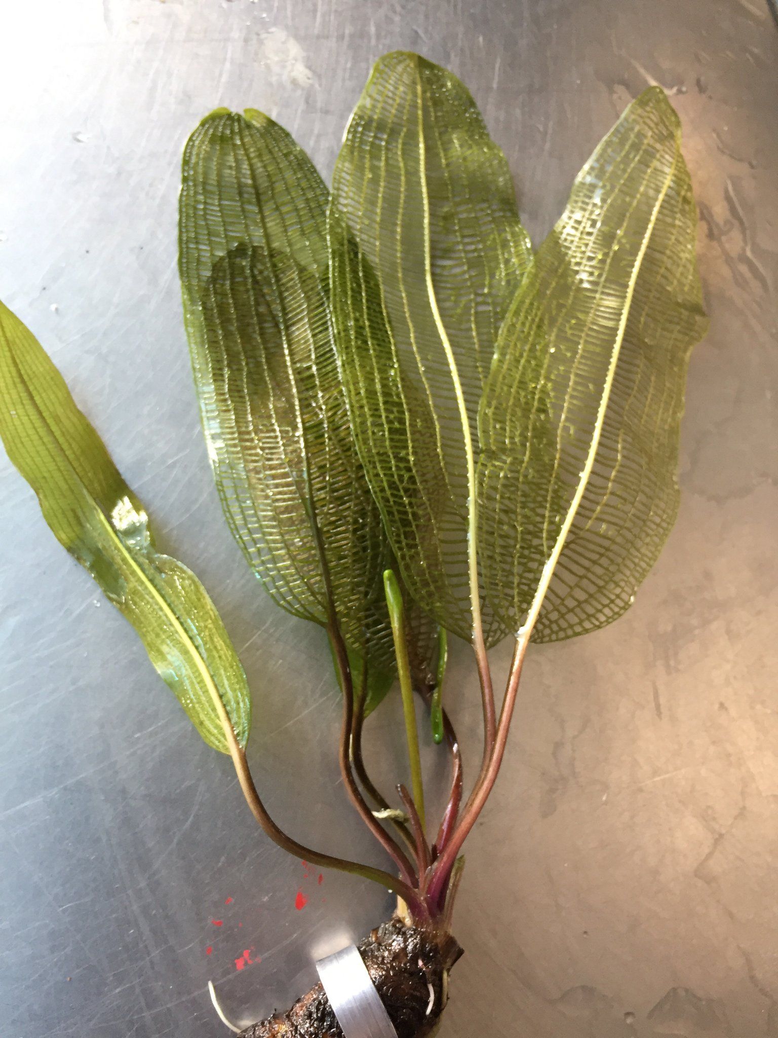 Aponogeton Madagascariensis