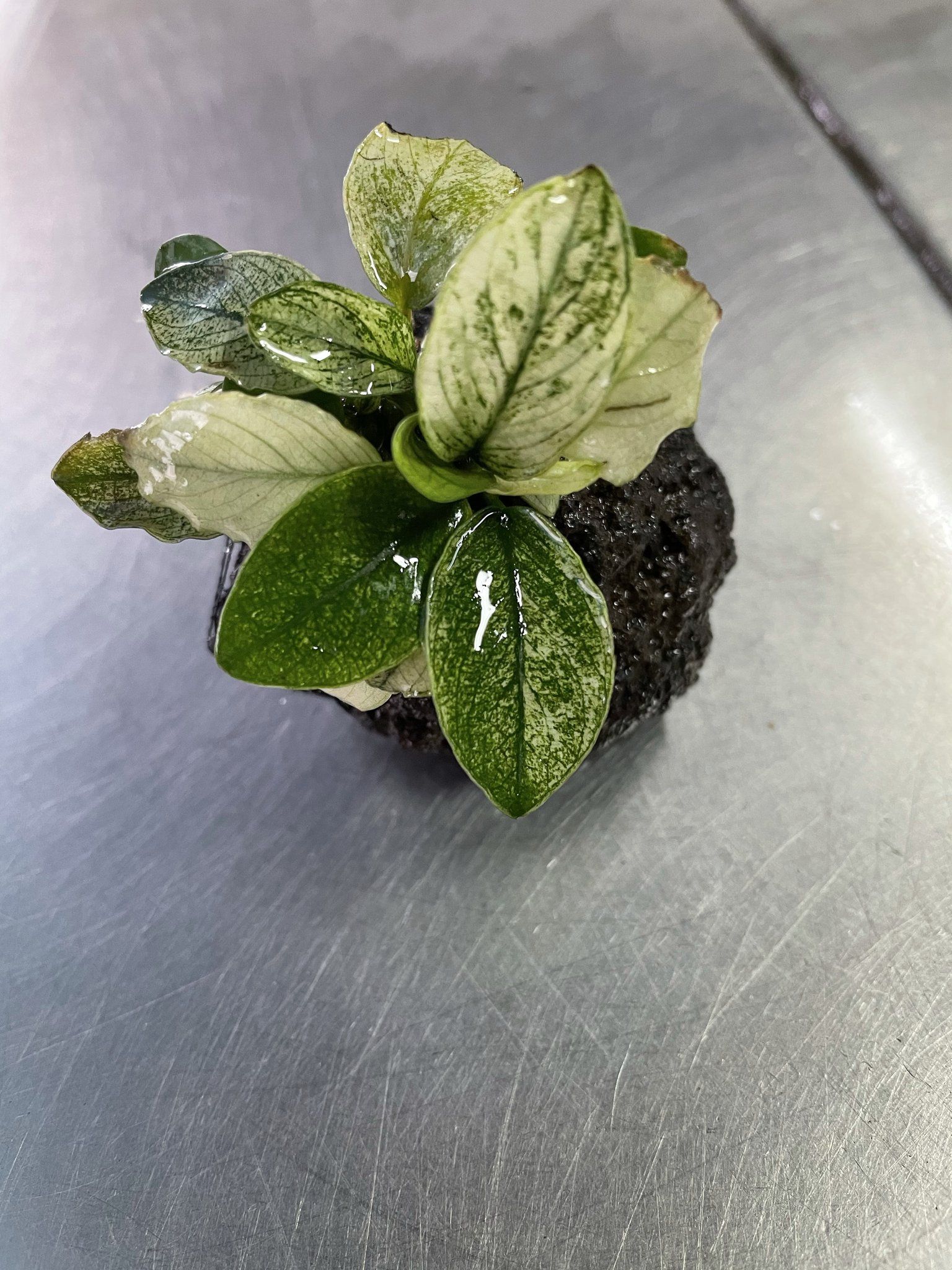 Anubias Pinto