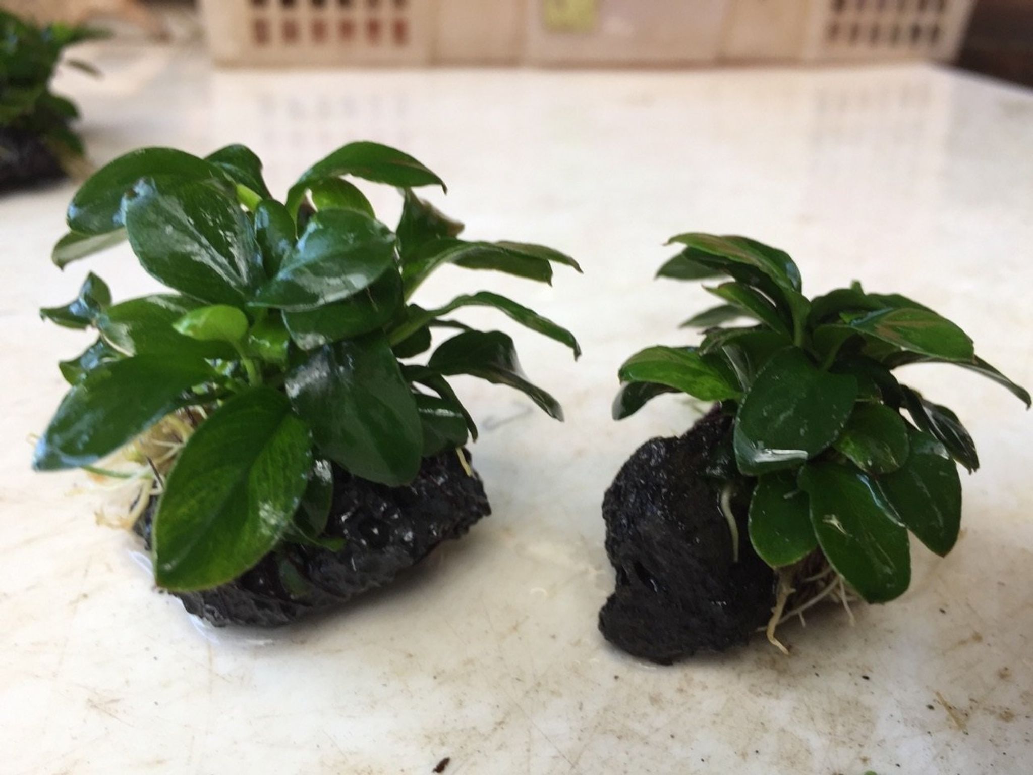 Anubias Petite