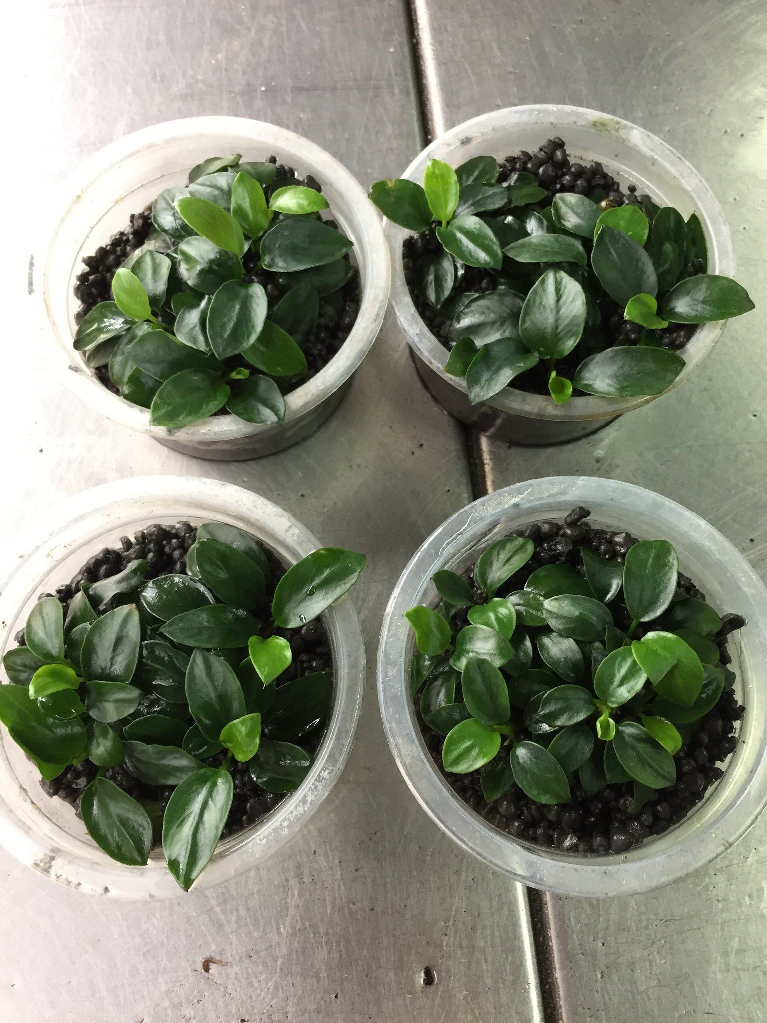 Anubias Nana Japan