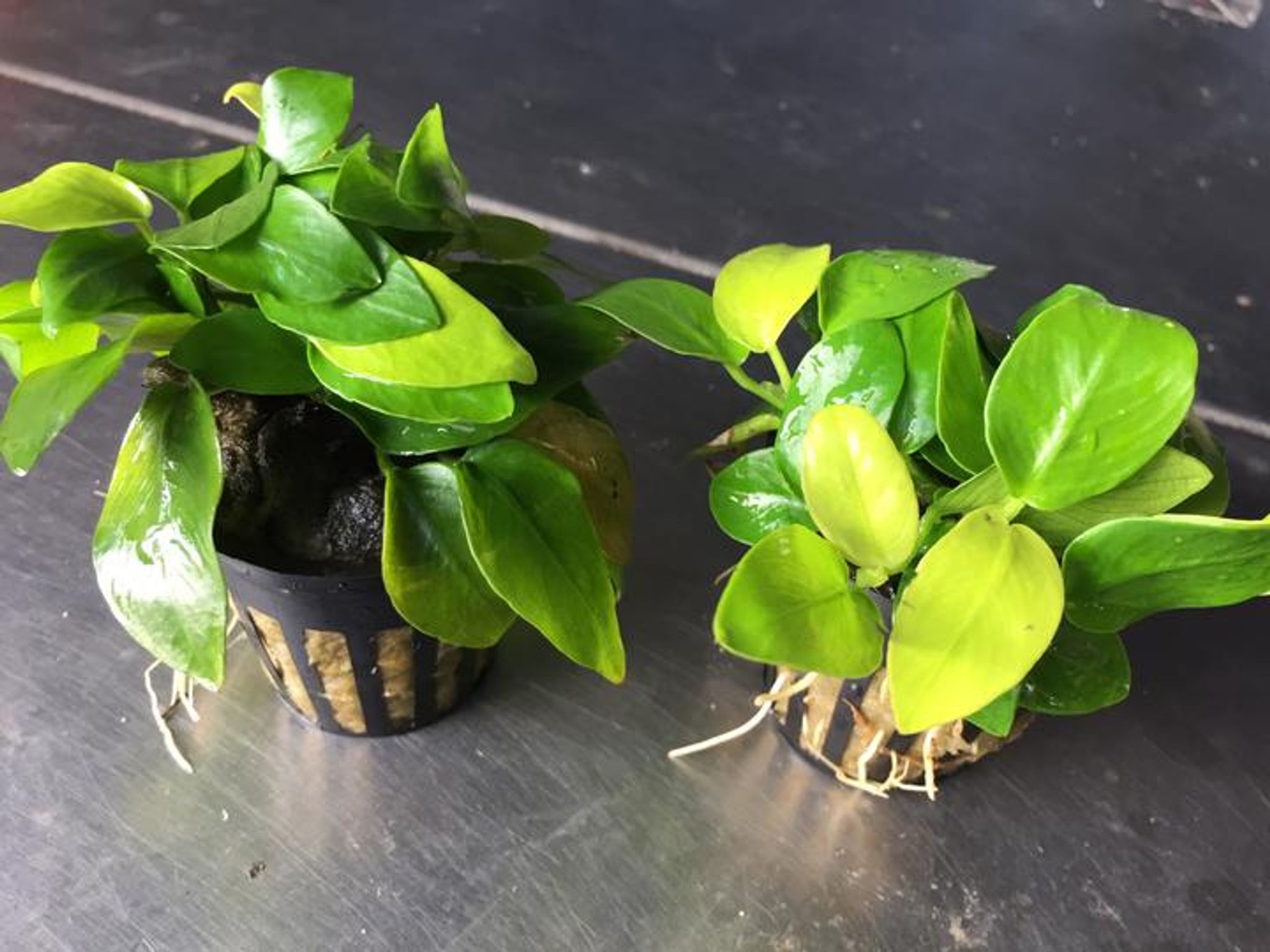 Anubias Golden Nana ( pots)