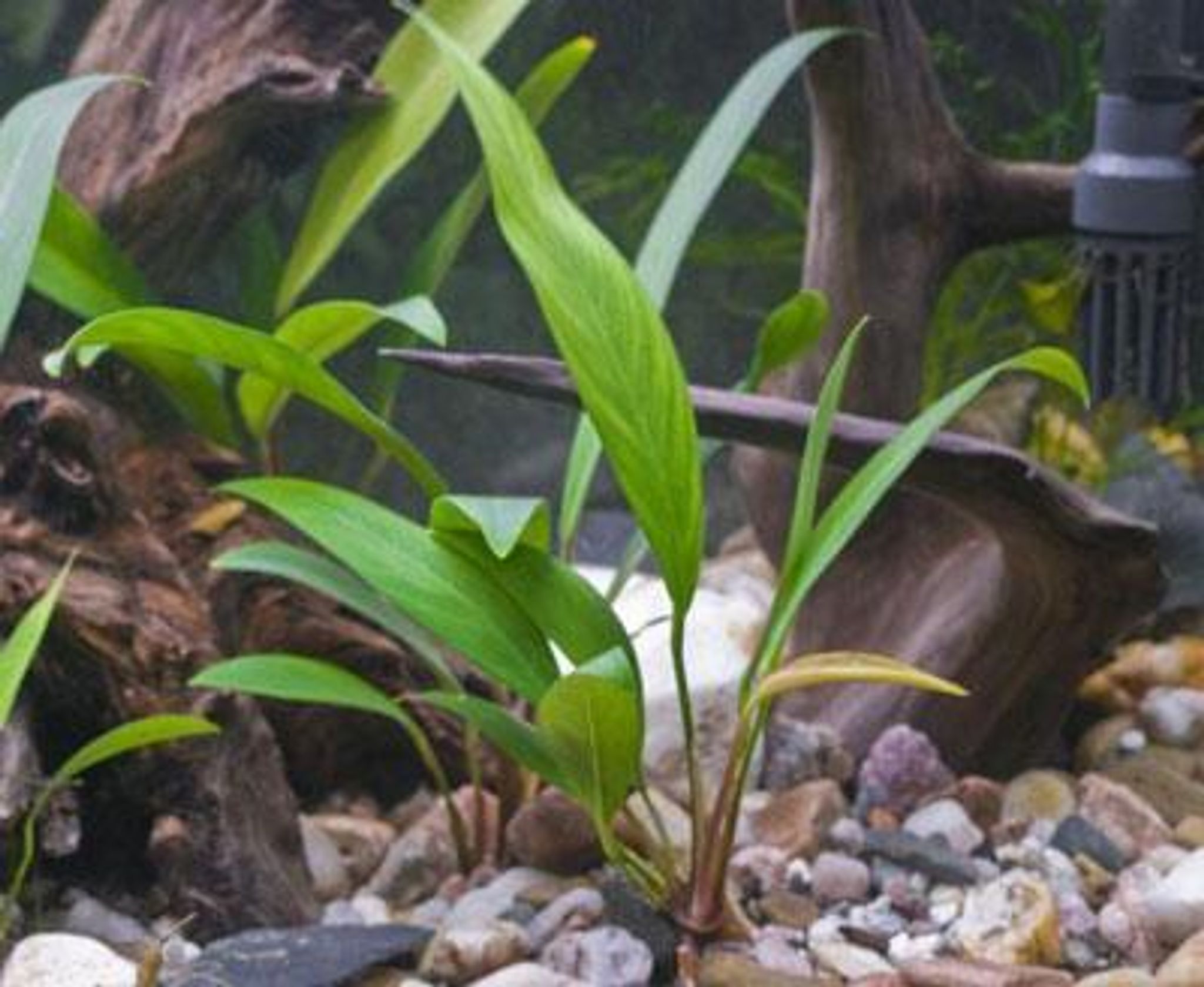 Anubias congensis