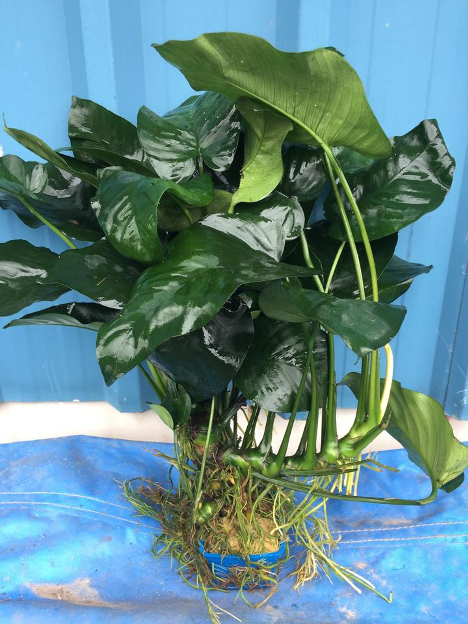 Anubias Barteri (Super Large)