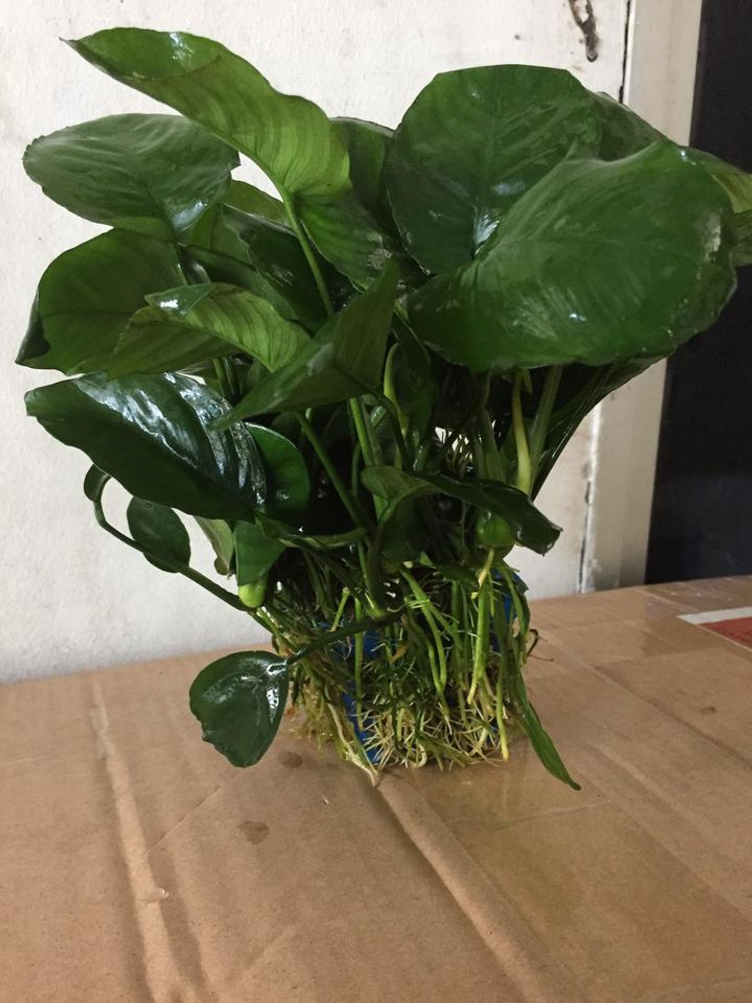 Buy Bucephalandra Brownie Ghost 2011 Online | FishyHub - FishyHub