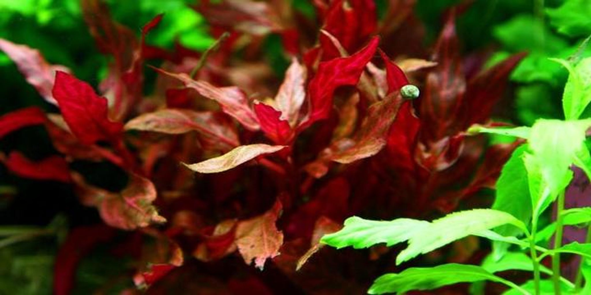 Alternanthera Reineckii Variegated
