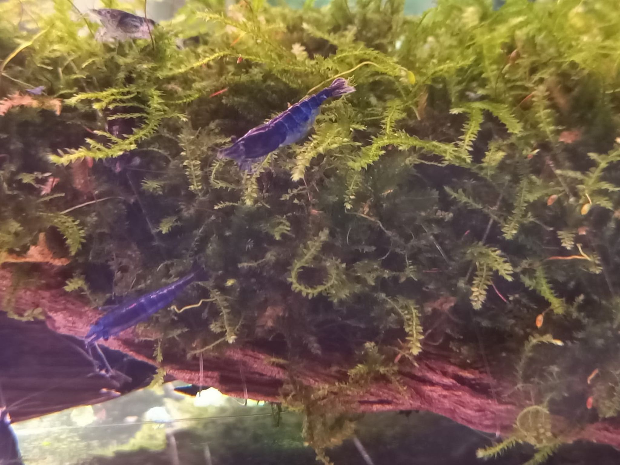 Super Blue Shrimp ( OO-5770 ）