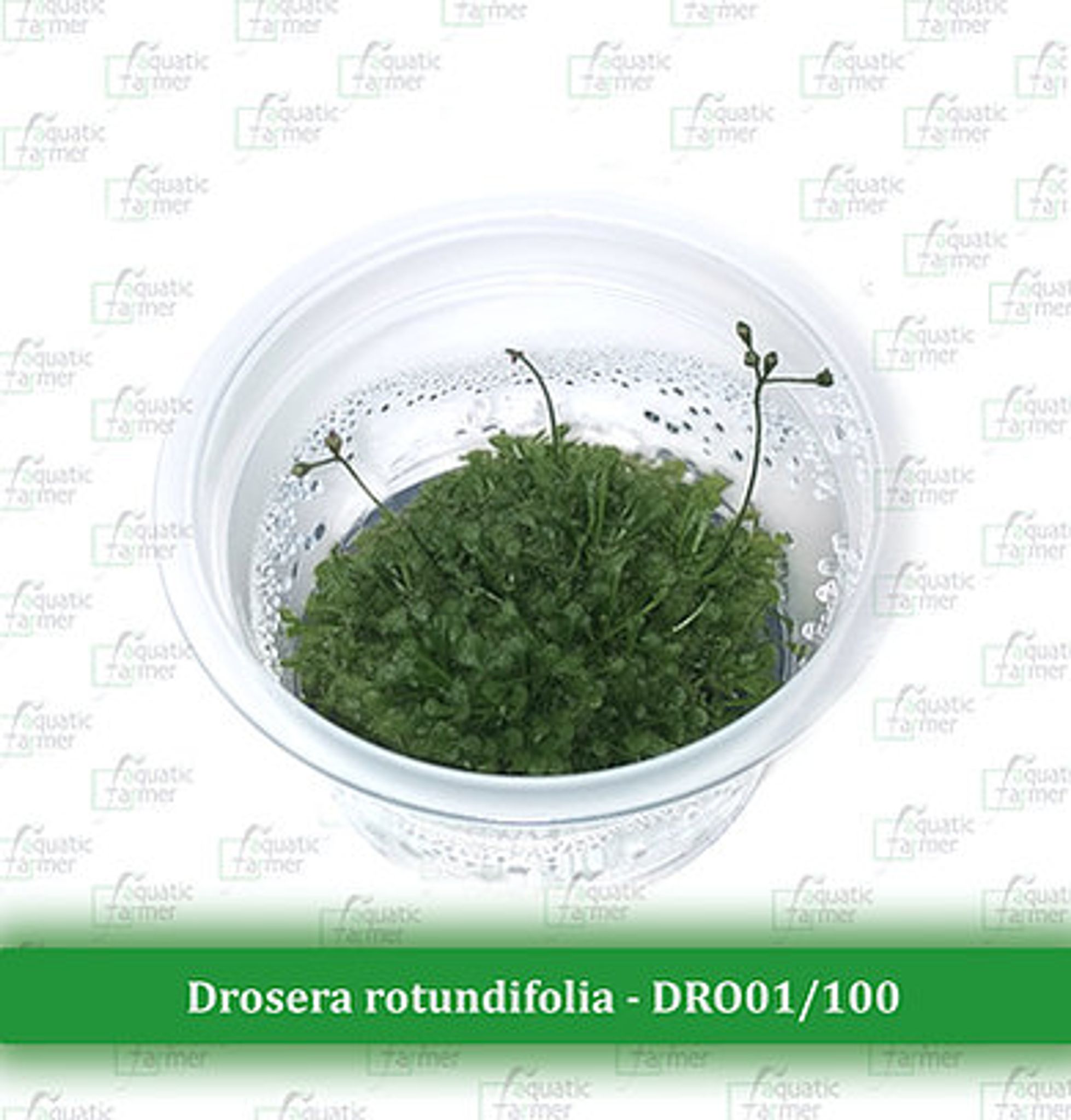 DROSERA ROTUNDIFOLIA