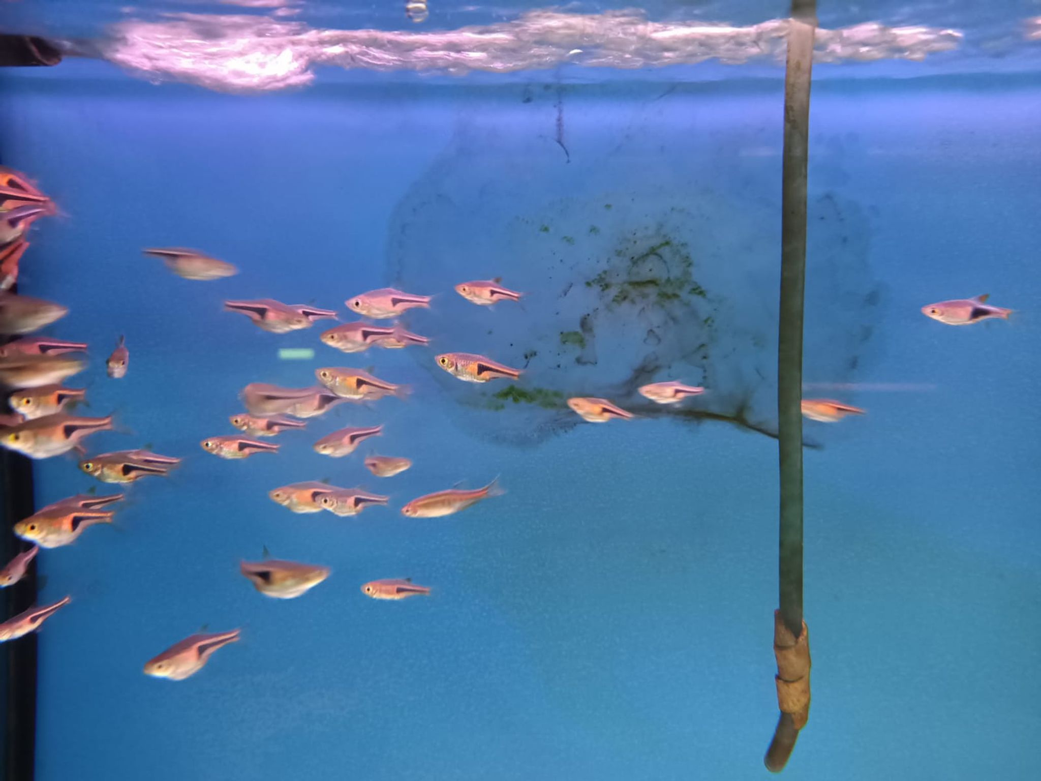 Rasbora Espei ( RA-0390 )