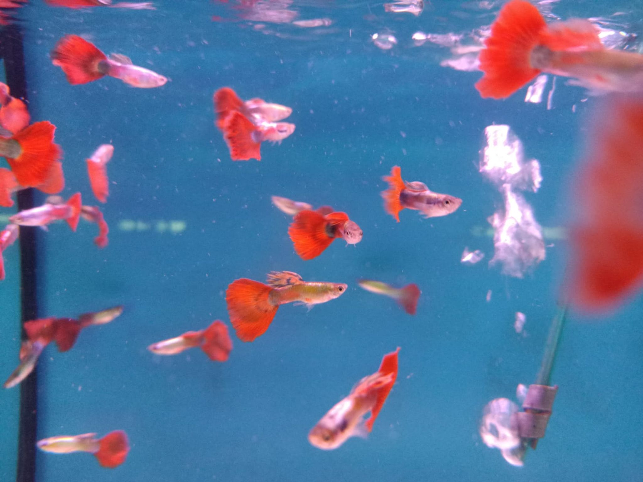 Red Tail Guppy Male ( GP-0003 )