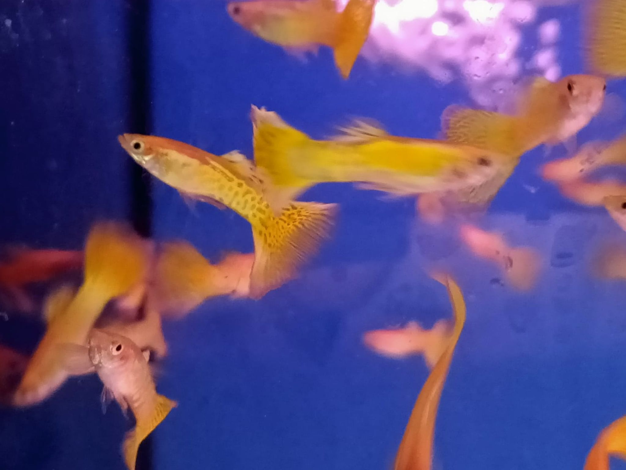 Golden Cobra Guppy Male ( GP-0003 )