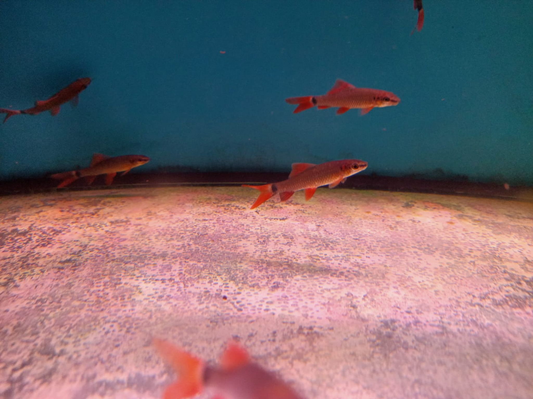 Rainbow Shark ( SH-0062 )