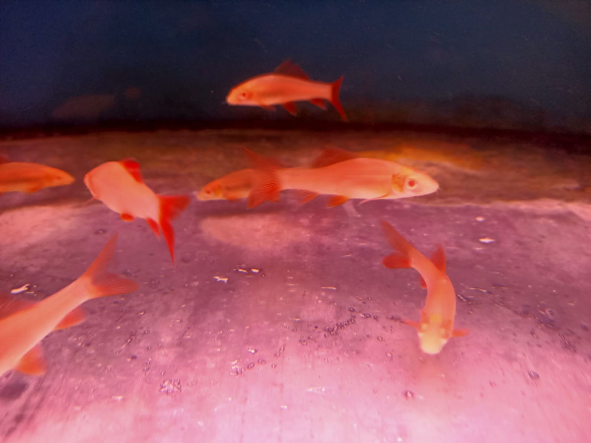 Albino Rainbow Shark ( SH-0094 )
