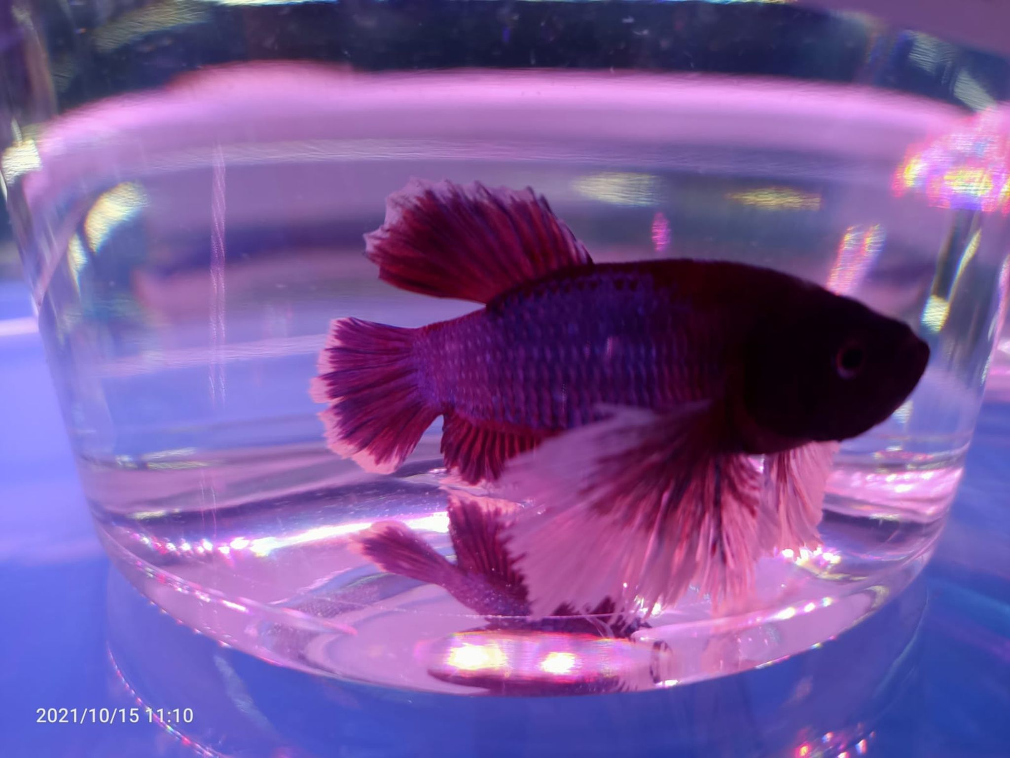 Elephant Ear Betta ( BT-0740 )