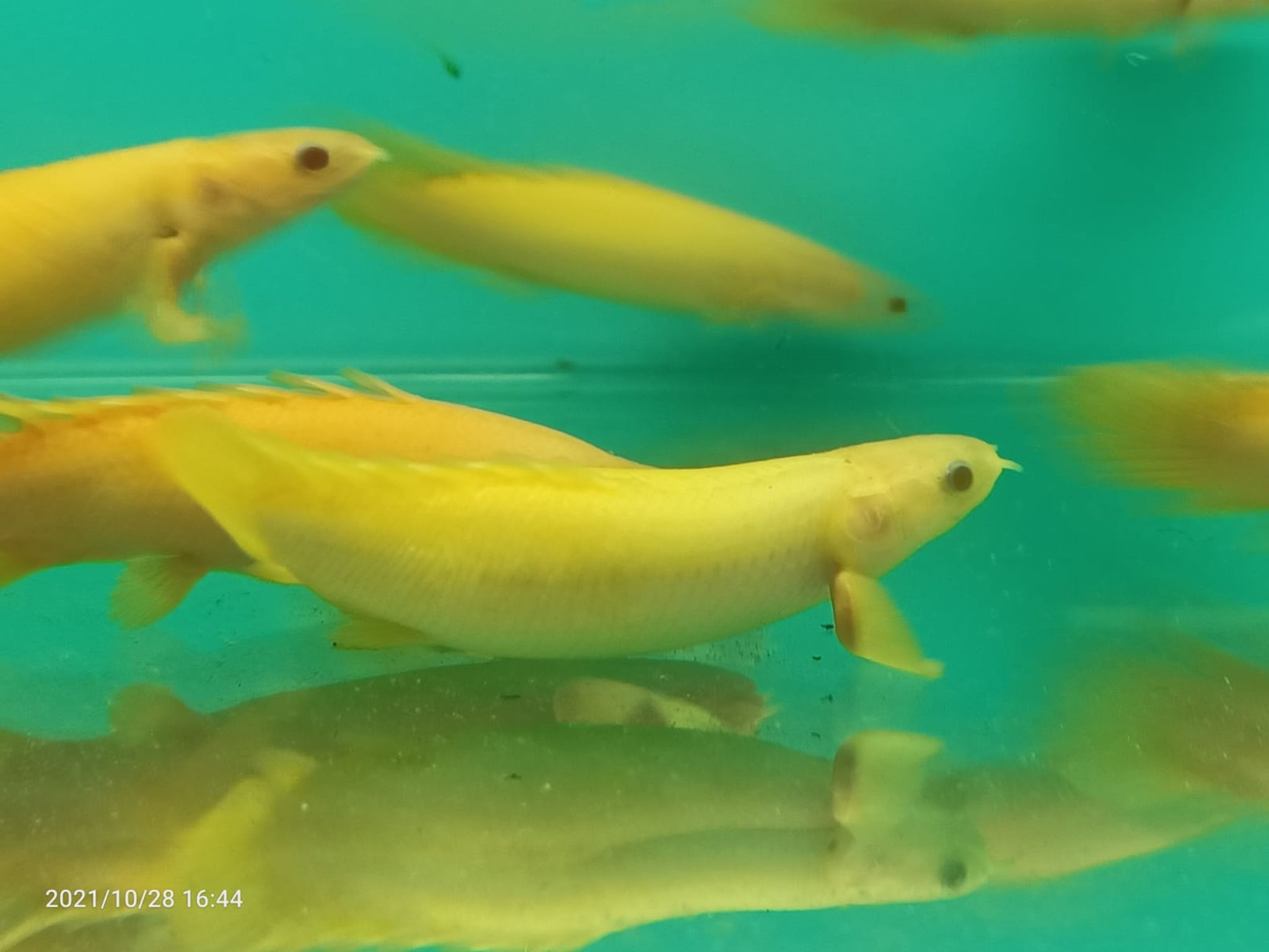 Polypterus Senegalus Albino Short Body ( SF-2630 )