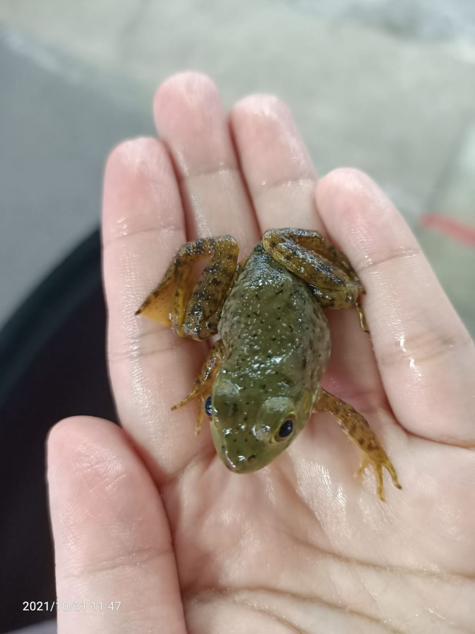 Frog ( FF-0060 )