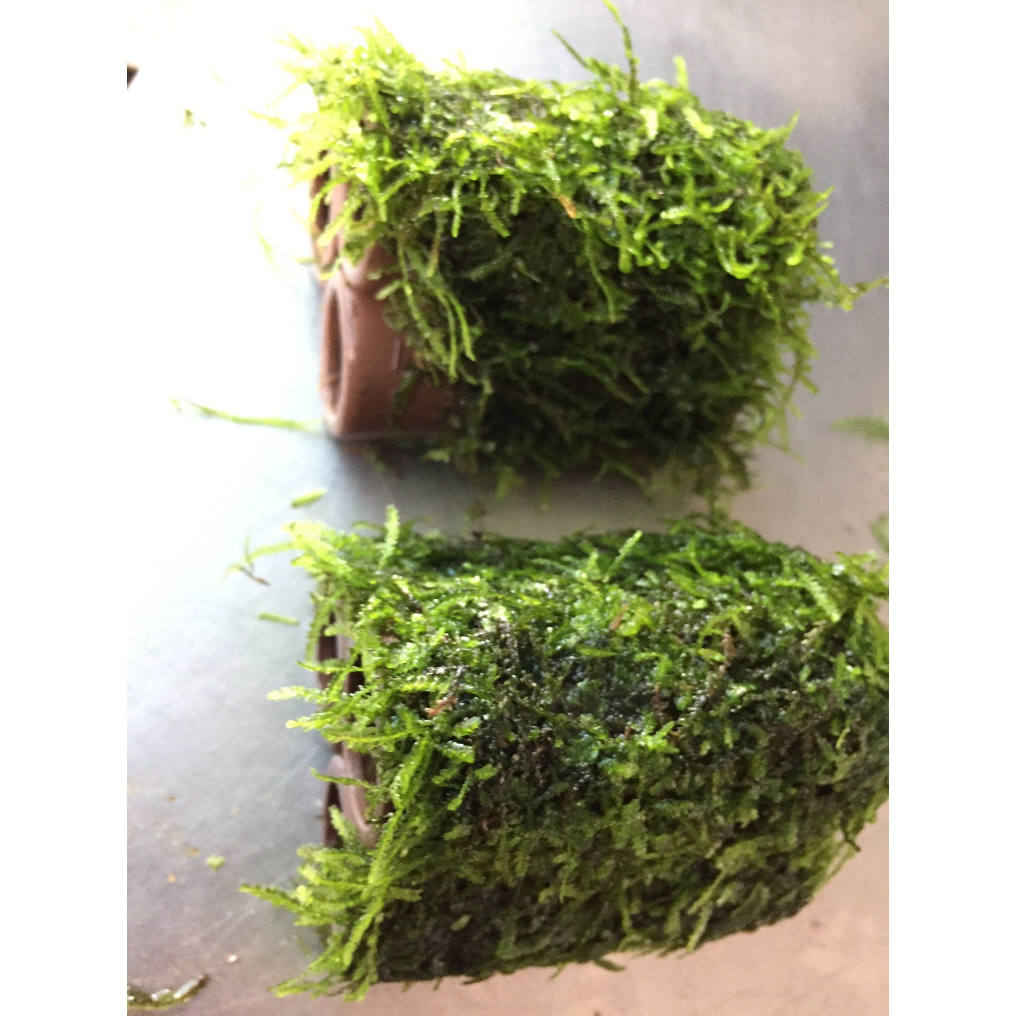 Moss on Ceramic (3 holes)