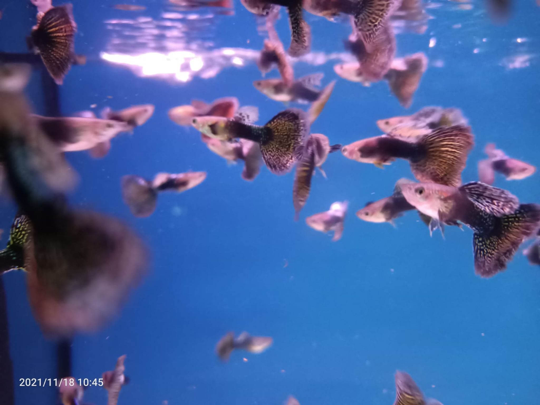 Assorted Guppy Male { Special } ( GP-0003 )