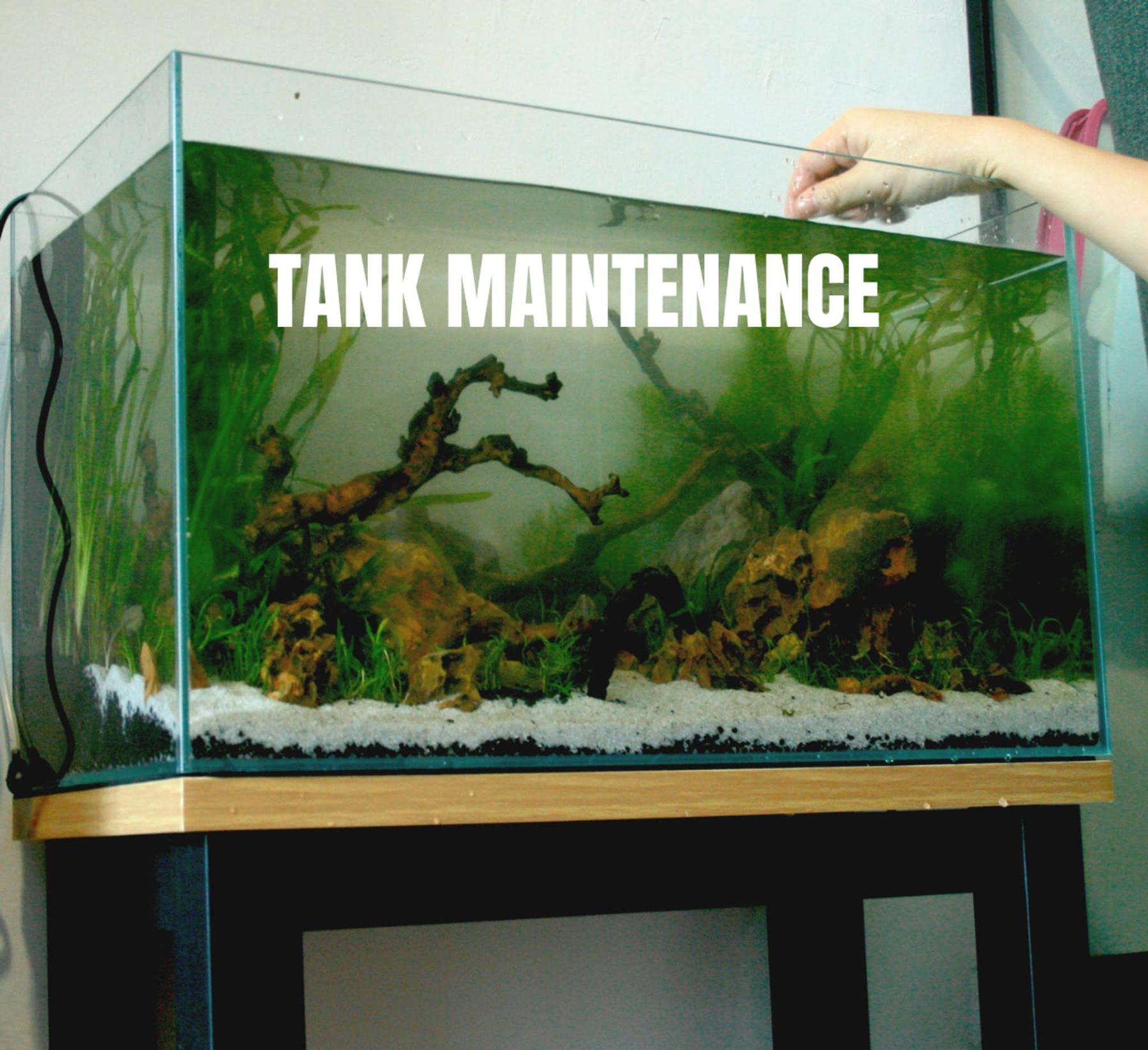 Maintenance Services (2 Month Package)