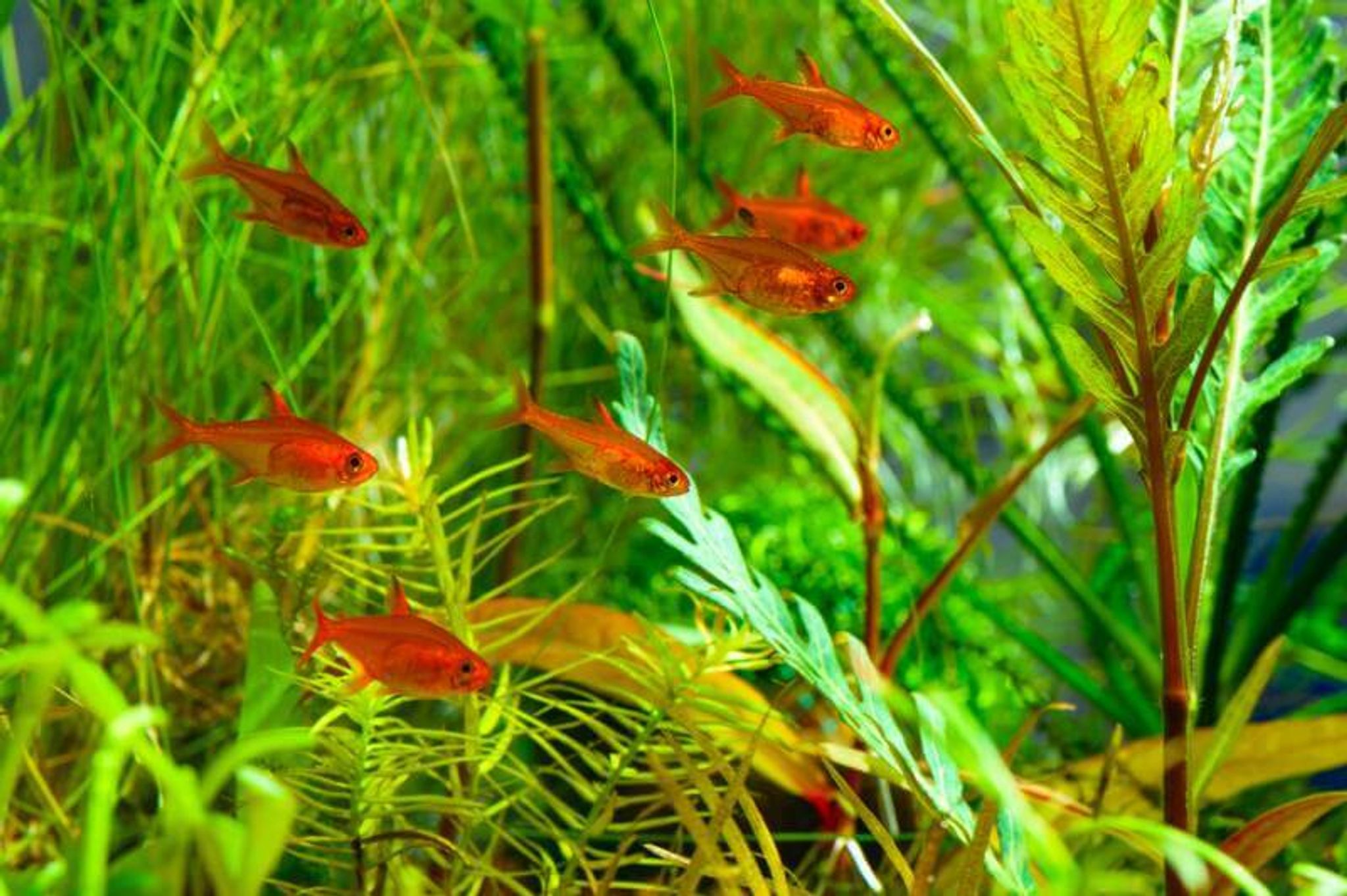 Ember Tetra ( TT 1120 )