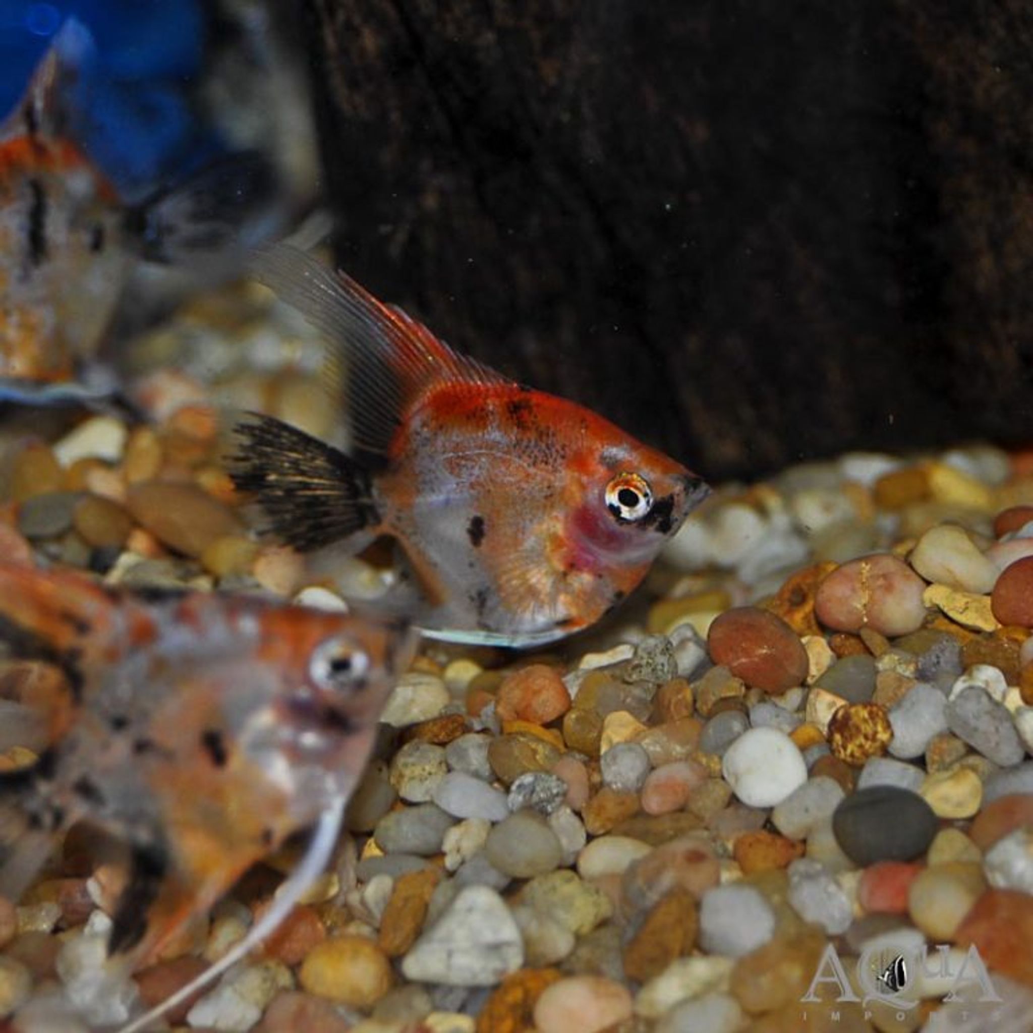 Red Devil Angelfish