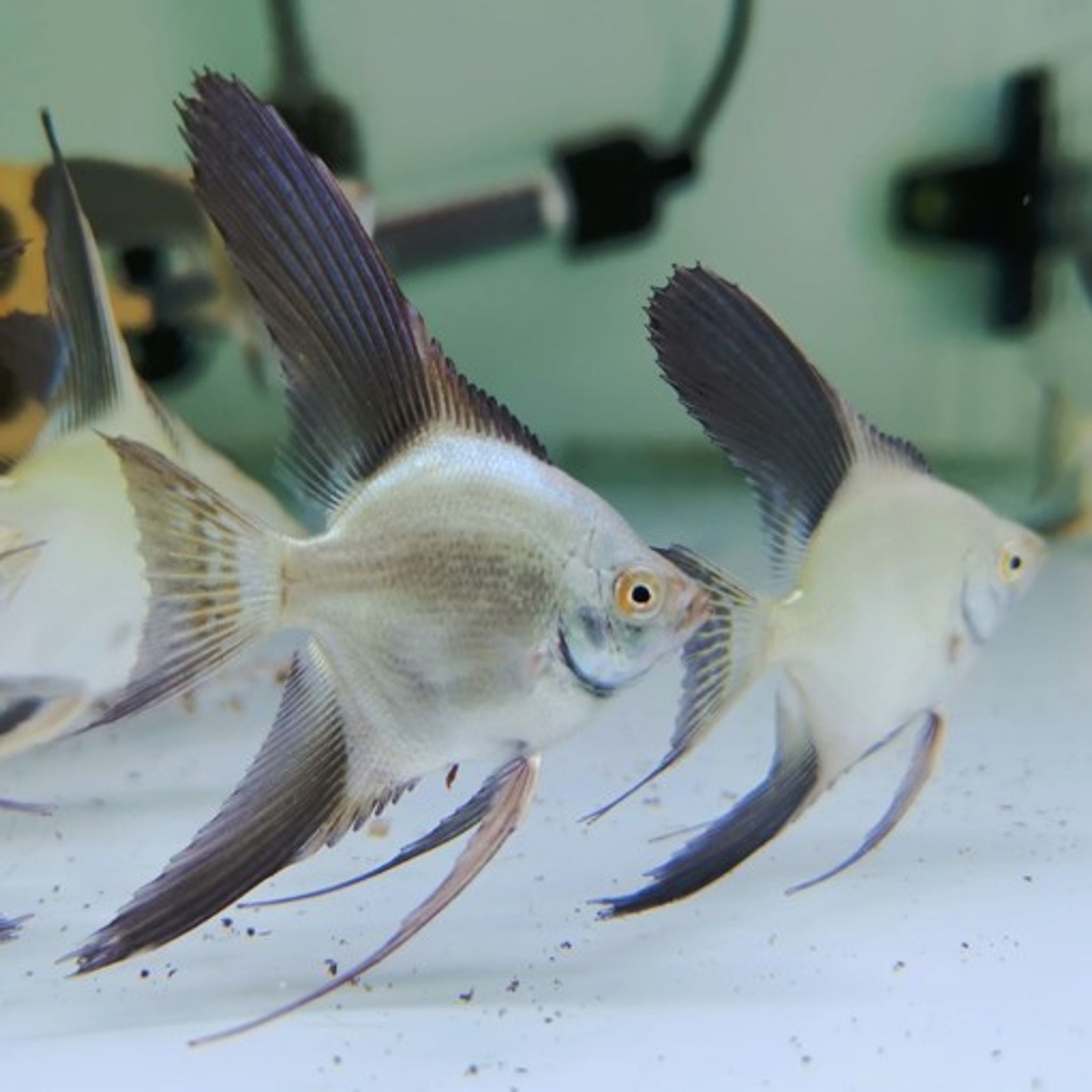 Bulgarian Seal Point Angelfish