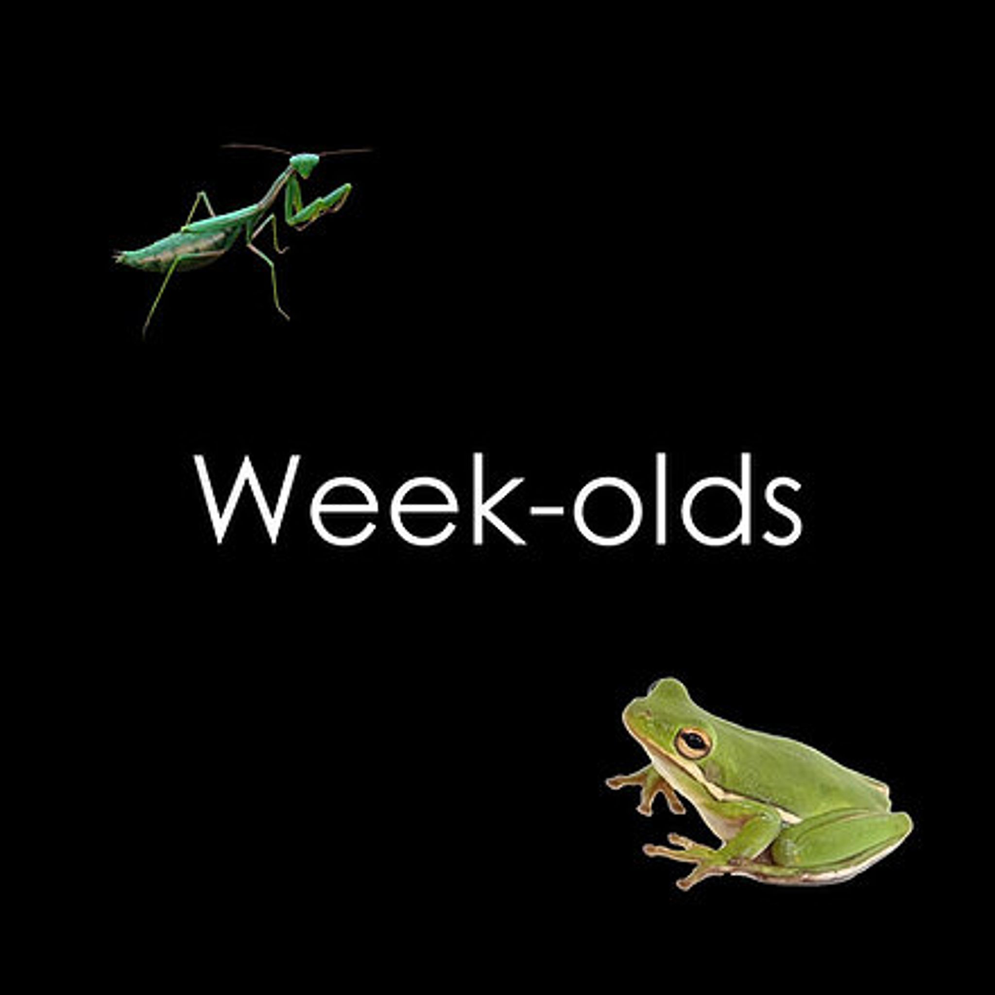 Week-old Crickets