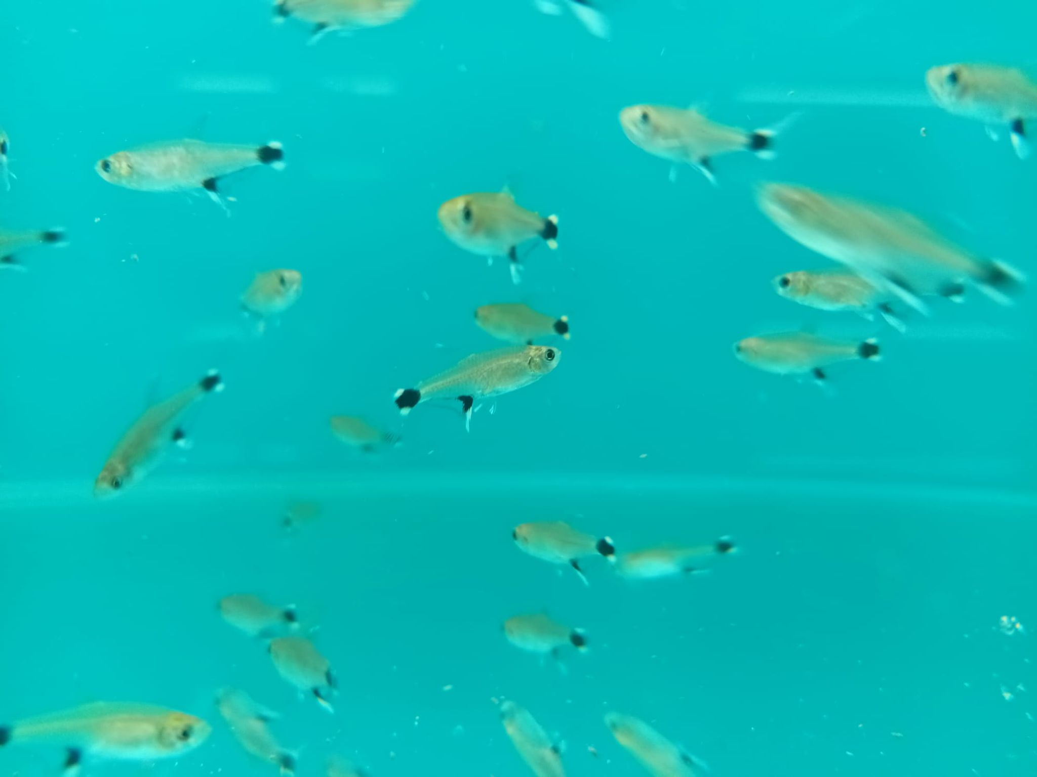 White Spot Tetra