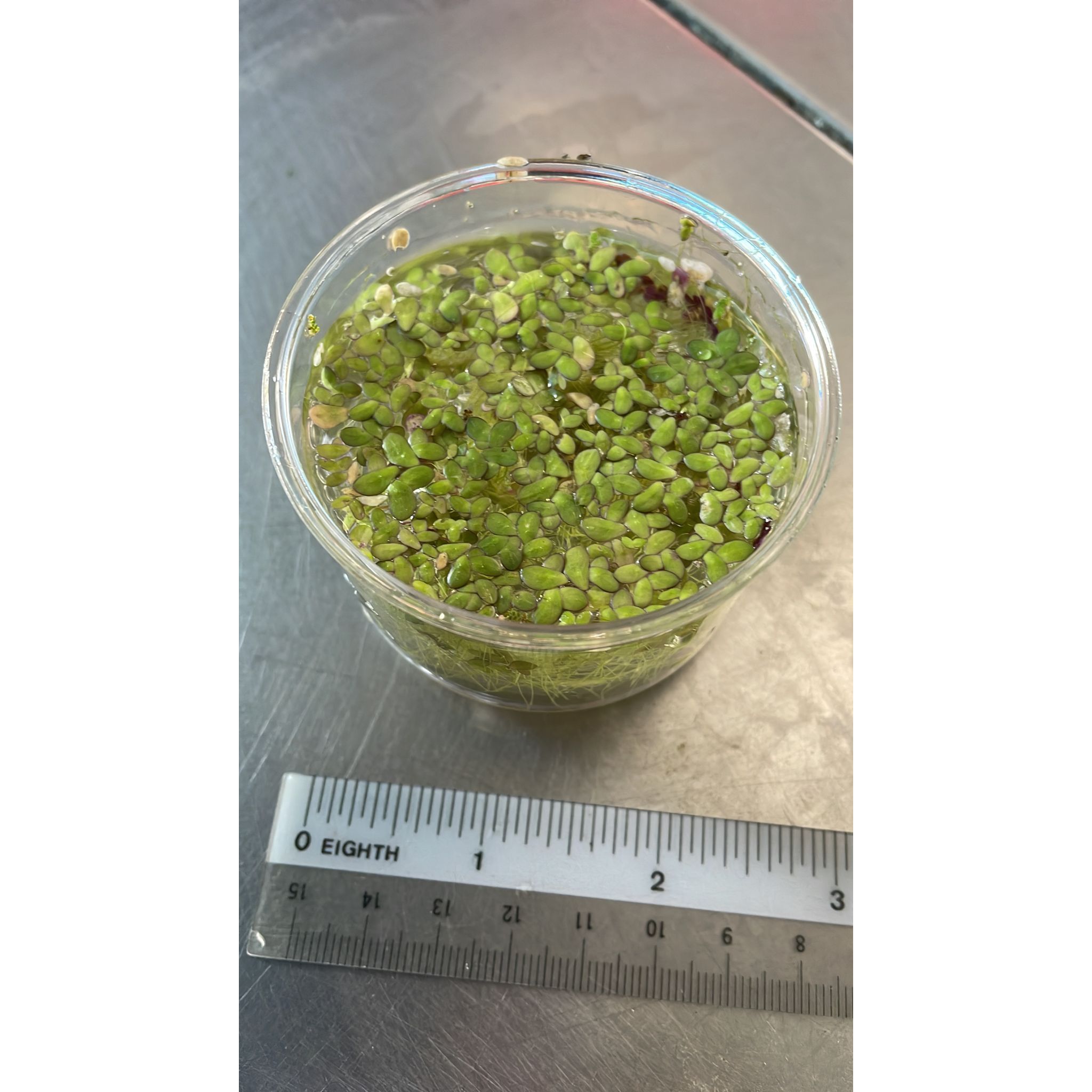Duckweeds (per cup)