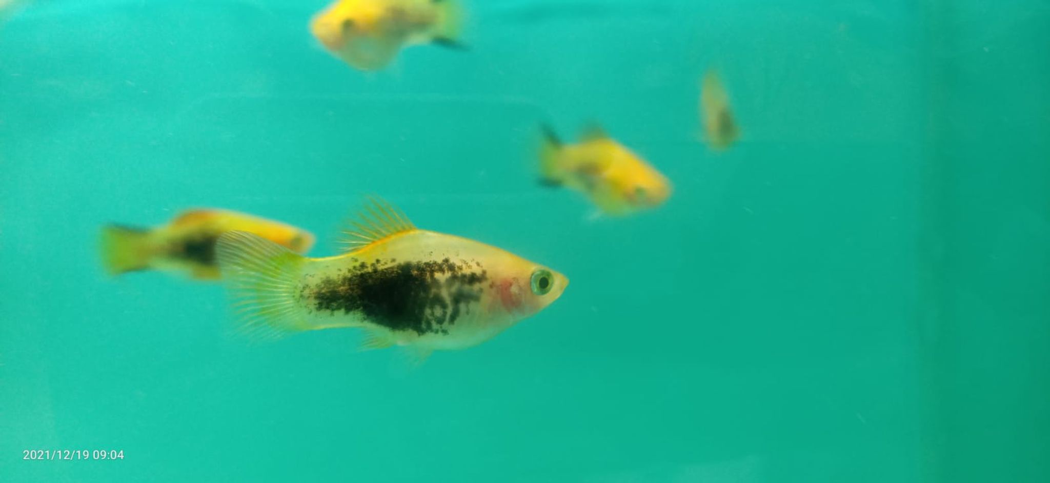 The Most Overlooked Aquarium Fish With Surging Demand in Singapore