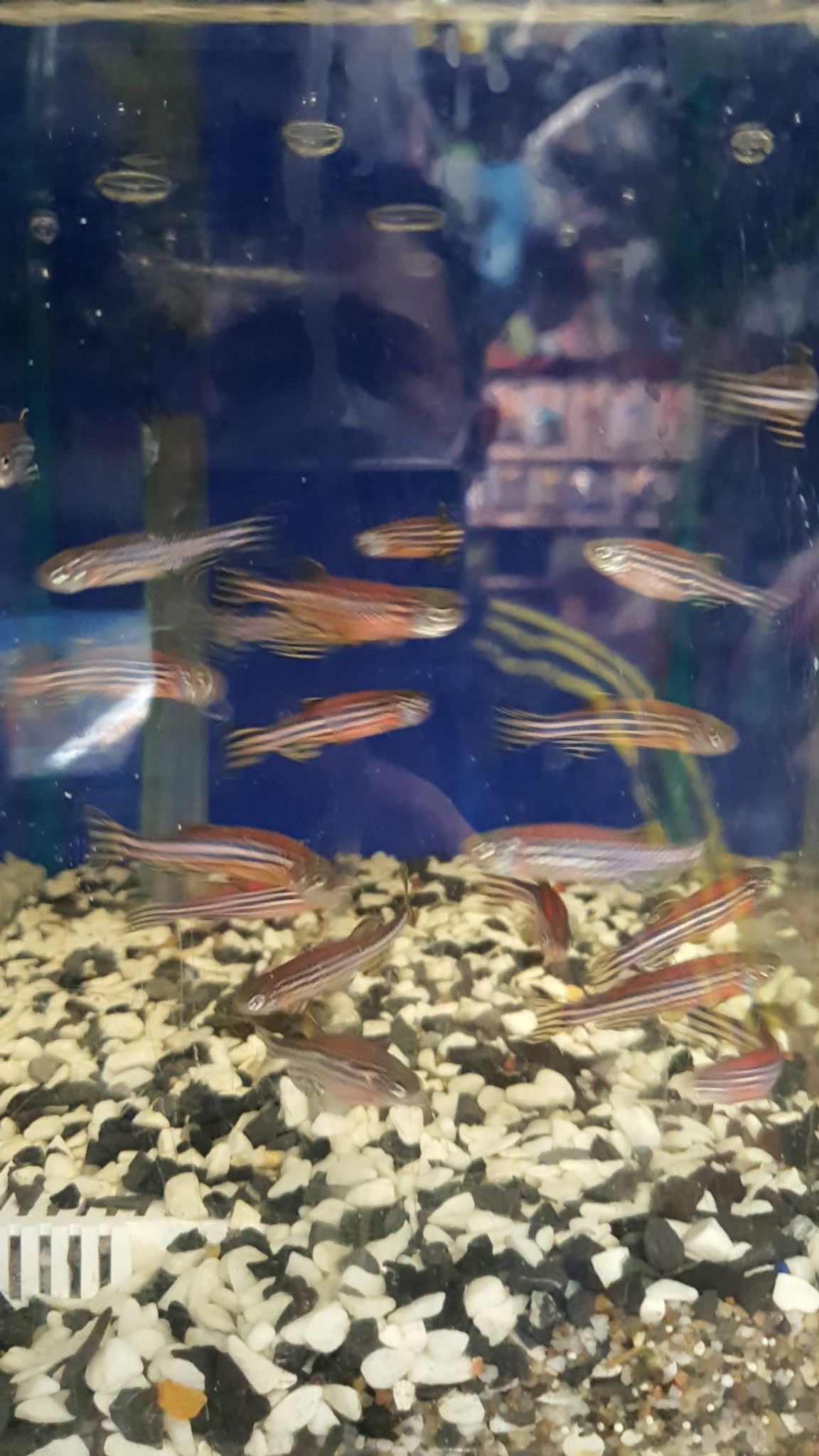 Danio