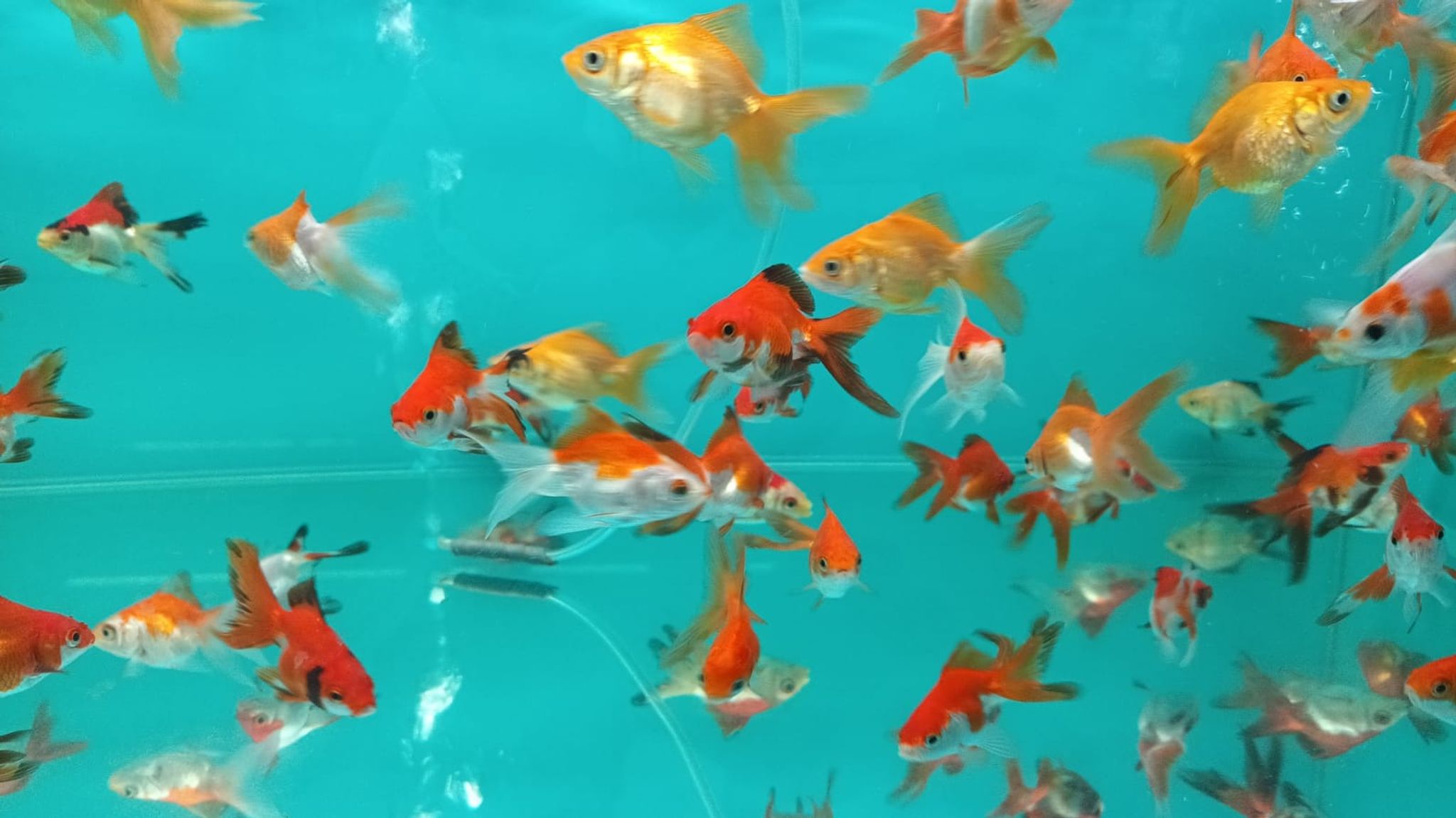 Red White Orange Black Ryukin Goldfish ( GG-1501 )