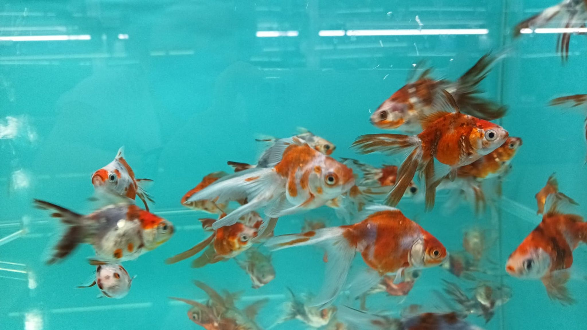 Calico Ryukin Goldfish GG 1541