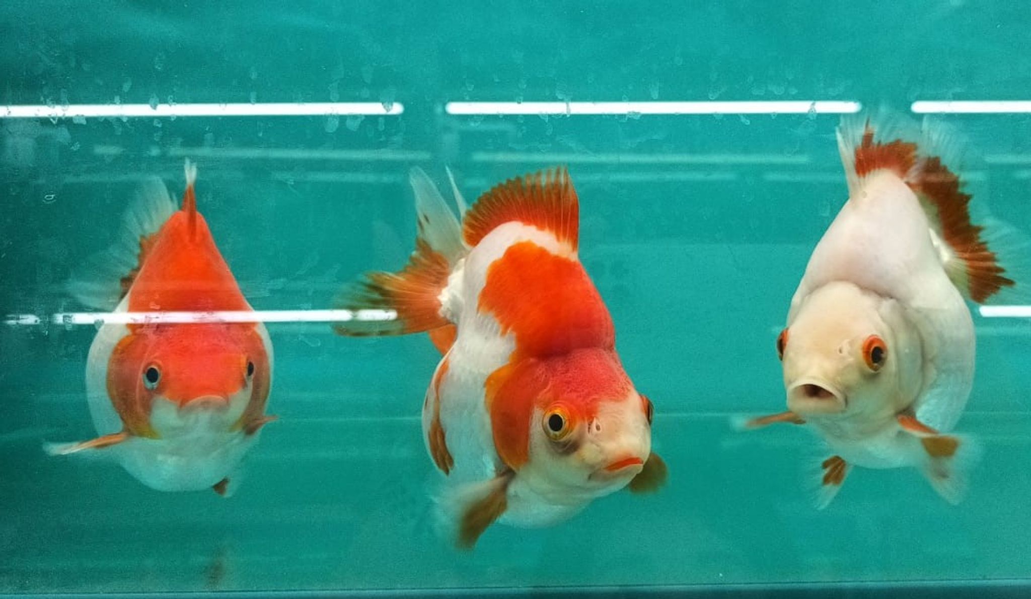 Red and White Ryukin Goldfish (Short tail) GG 2007