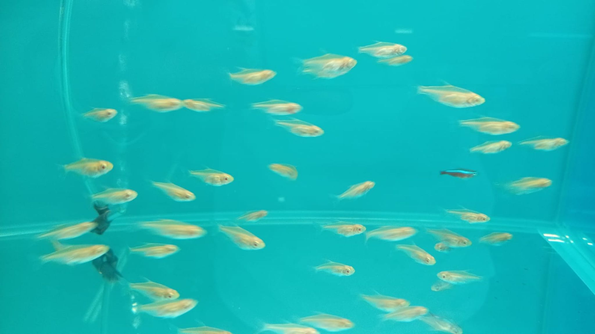 Albino Congo Tetra TT0560
