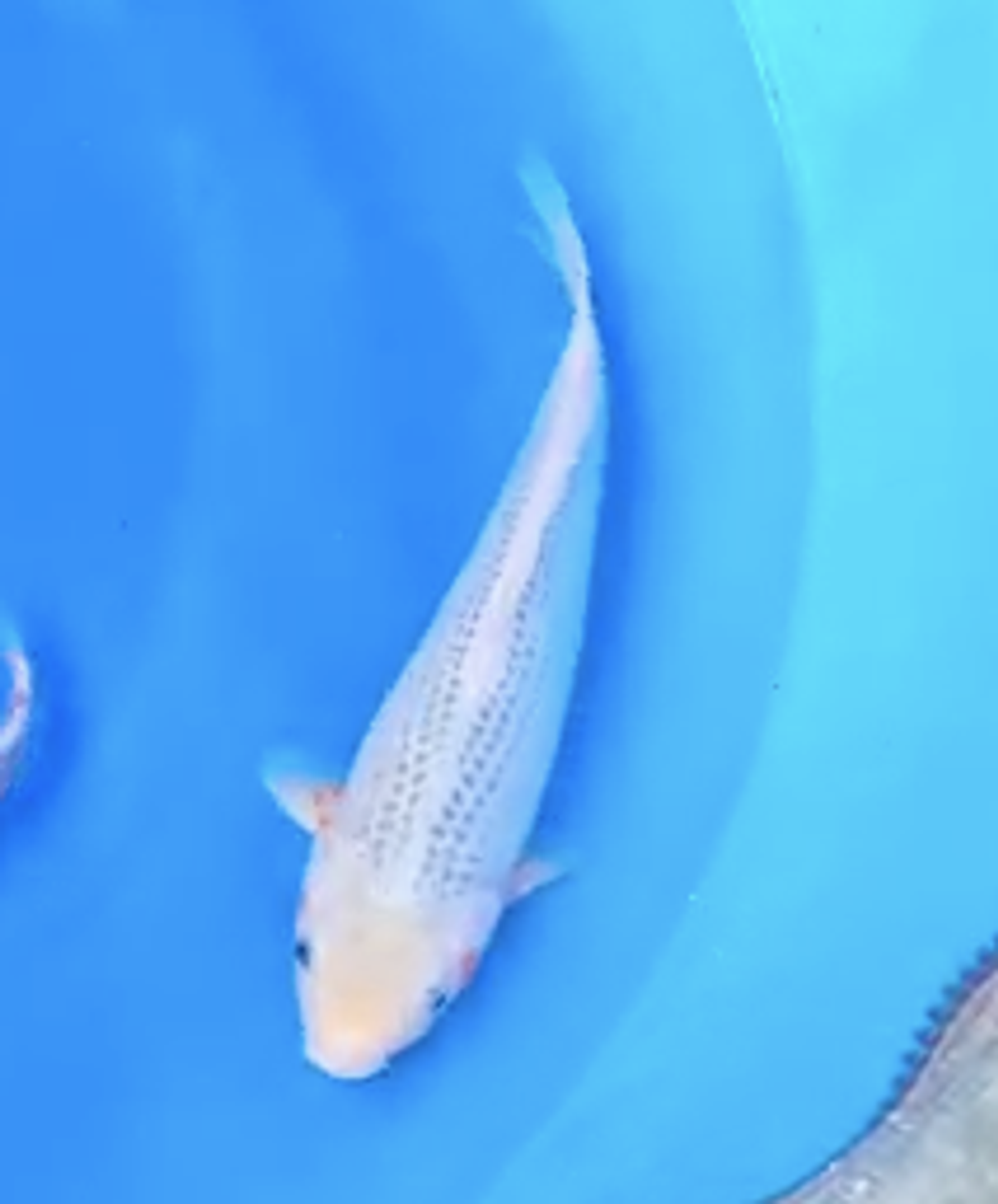 Asagi Koi