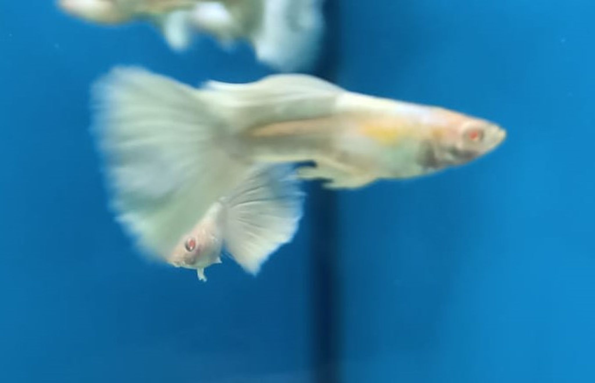 Albino Platinum Guppy