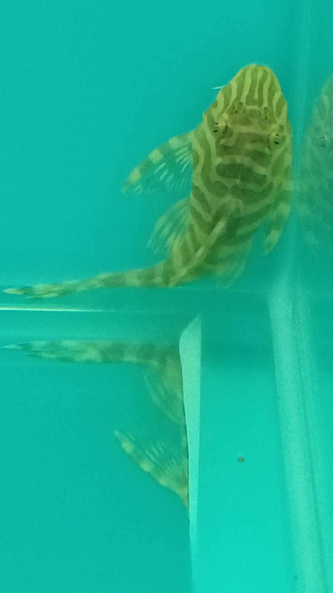 L134 Pleco
