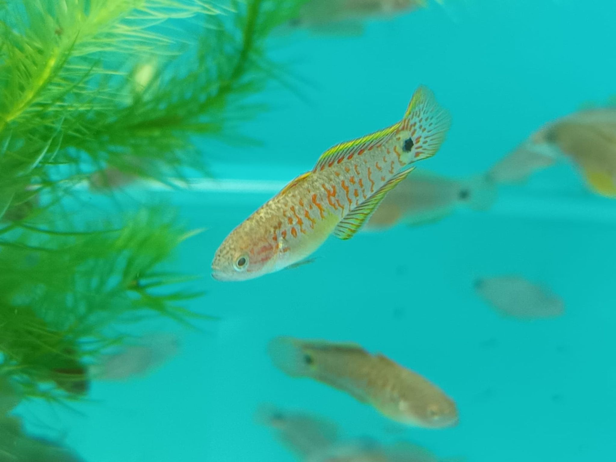Peacock Goby - Tateurndina Ocellicauda ( OO-3170 )
